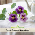 10+ Seeds| Purple Emperor Nasturtium Seeds - Fast Growing - Open-Pollinating - Draft Resistant -Dwarf - Plant in Spring/Late Winter #267