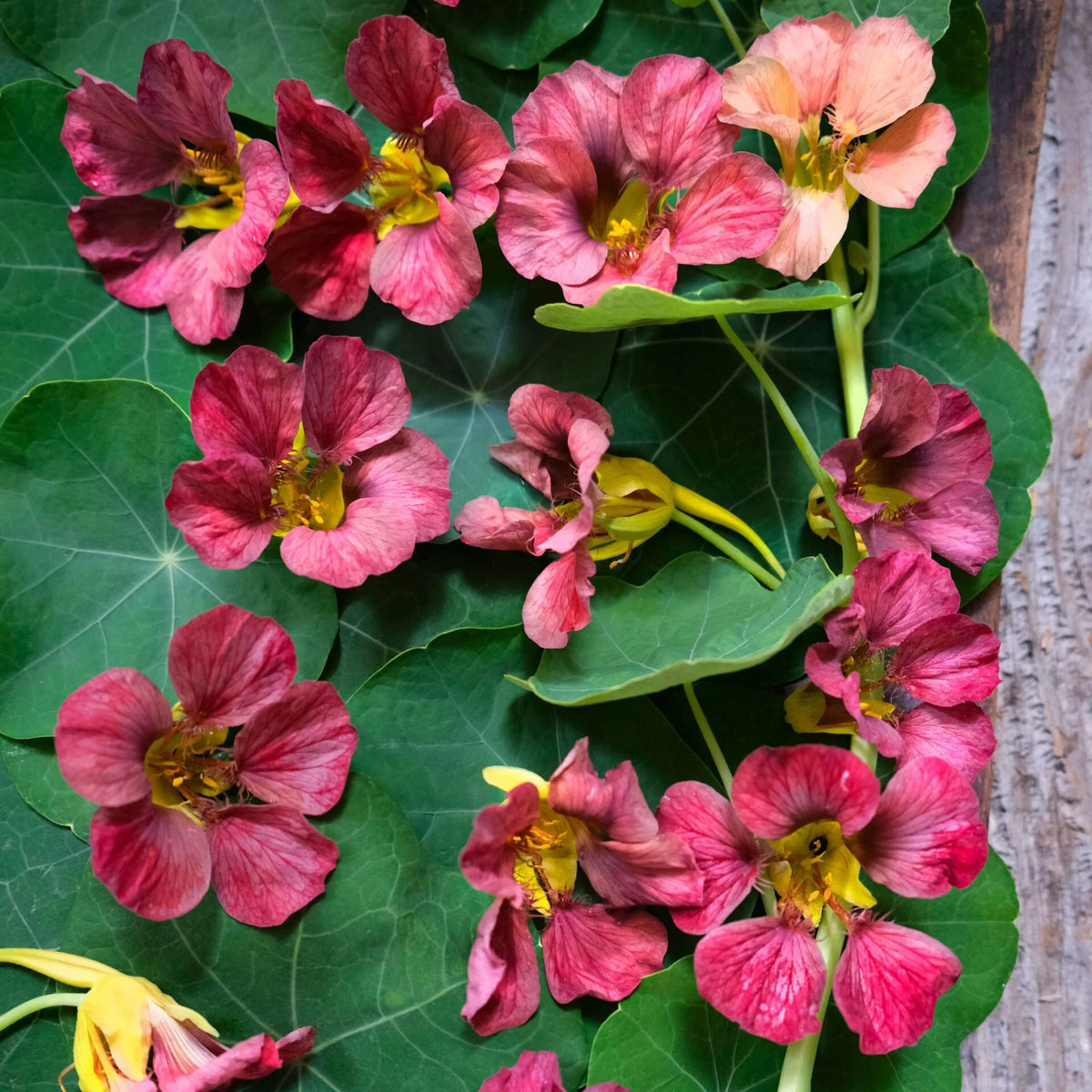 Purple Emperor Nasturtium Seeds - Drought Resistant, Dwarf, 10+ seeds