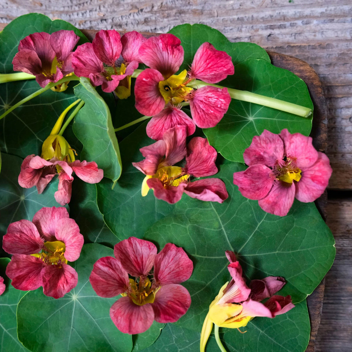 Purple Emperor Nasturtium Seeds - Drought Resistant, Dwarf, 10+ seeds