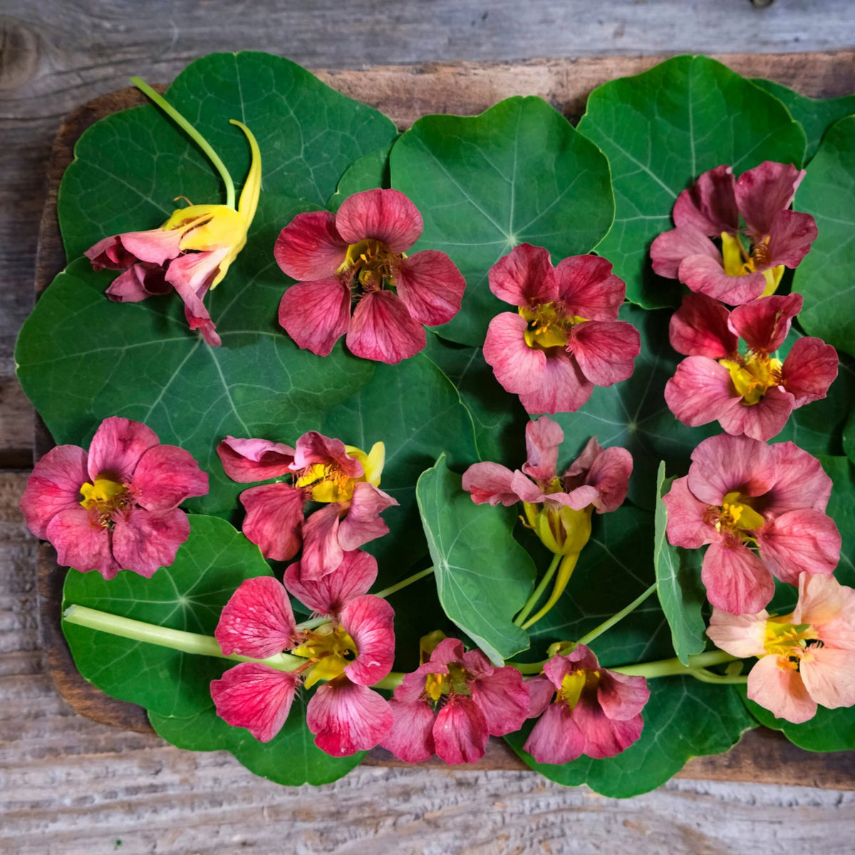 Purple Emperor Nasturtium Seeds - Drought Resistant, Dwarf, 10+ seeds