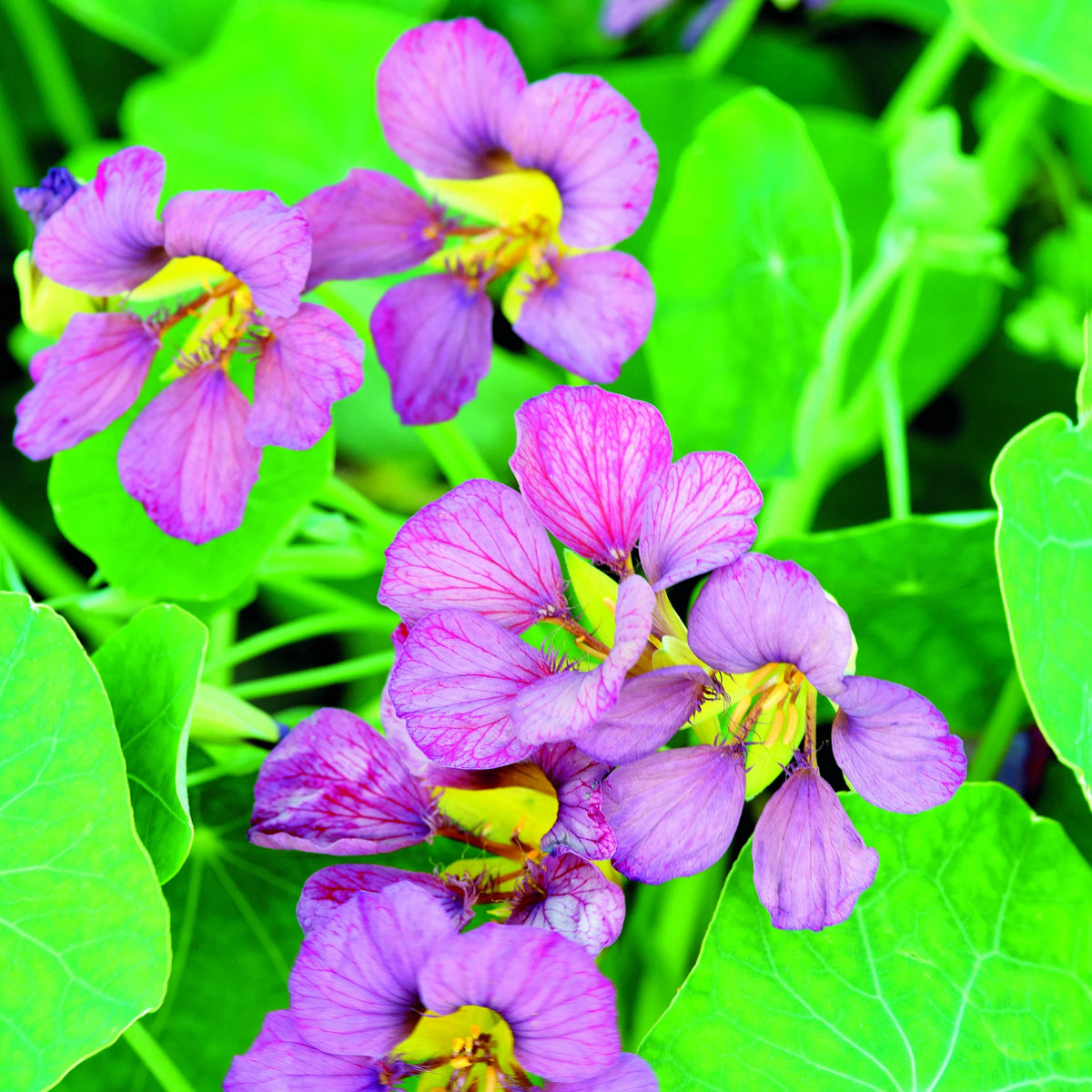 Purple Emperor Nasturtium Seeds - Drought Resistant, Dwarf, 10+ seeds