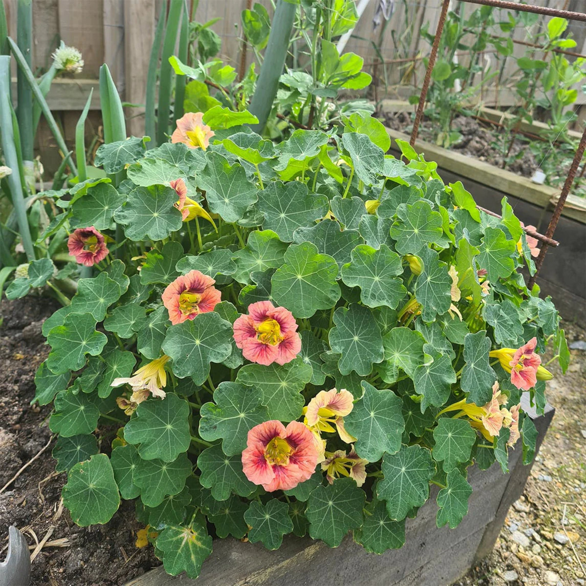Purple Emperor Nasturtium Seeds - Drought Resistant, Dwarf, 10+ seeds