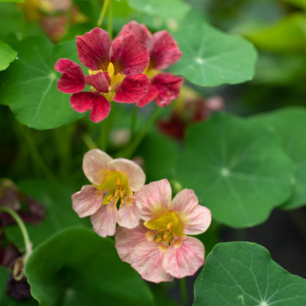 Purple Emperor Nasturtium Seeds - Drought Resistant, Dwarf, 10+ seeds