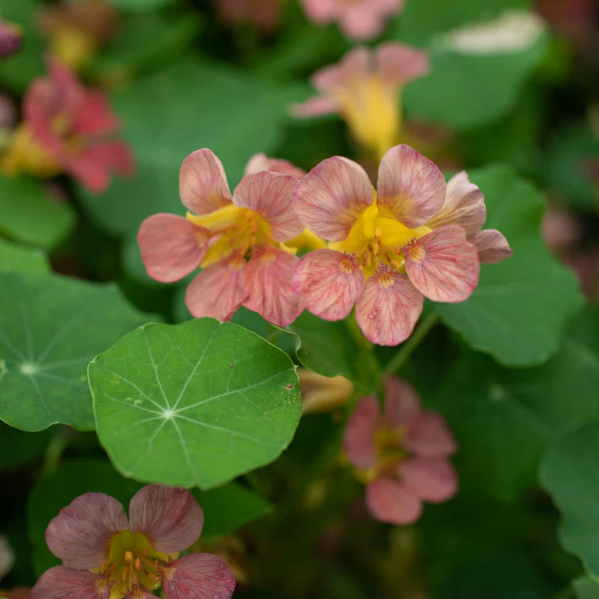 Purple Emperor Nasturtium Seeds - Drought Resistant, Dwarf, 10+ seeds