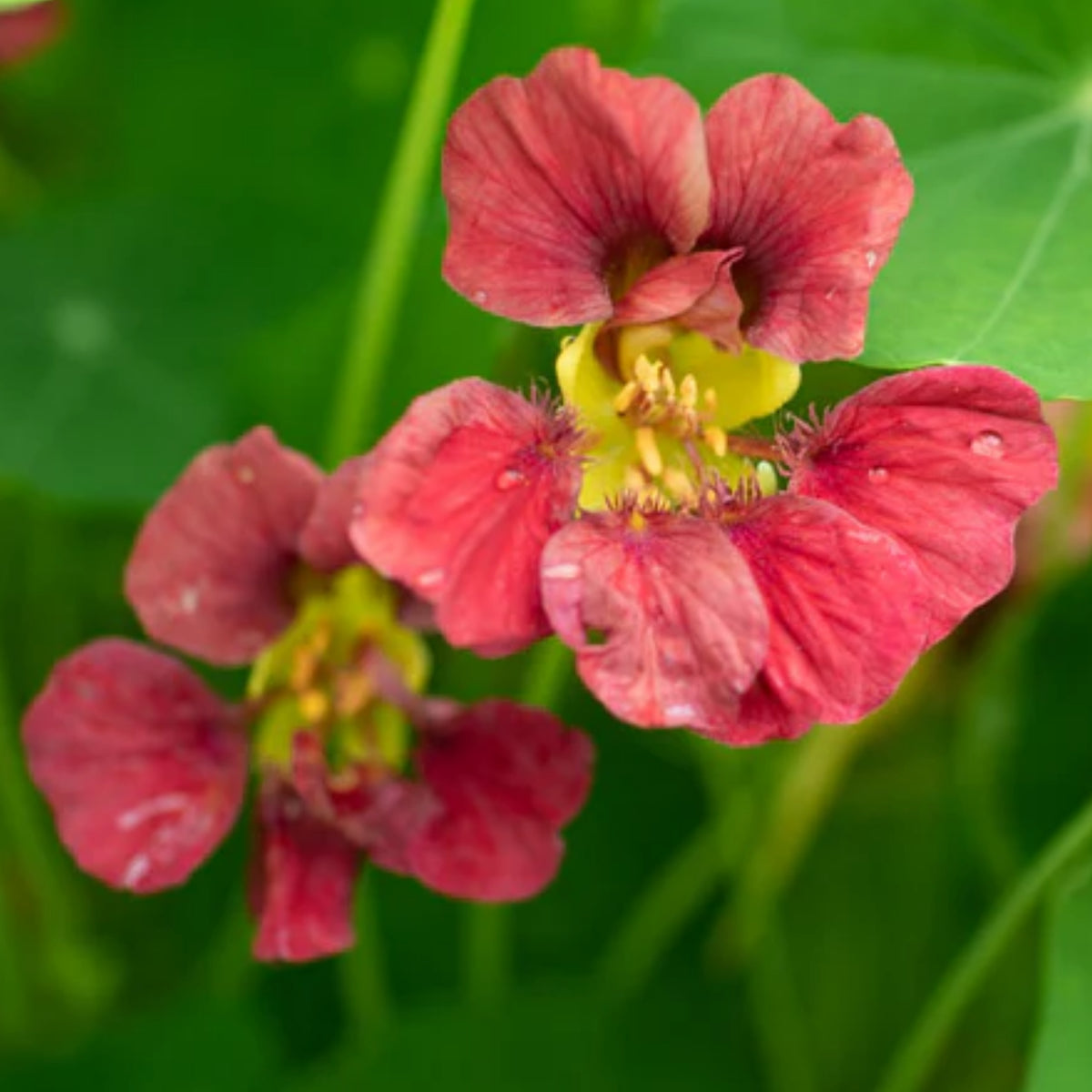 Purple Emperor Nasturtium Seeds - Drought Resistant, Dwarf, 10+ seeds
