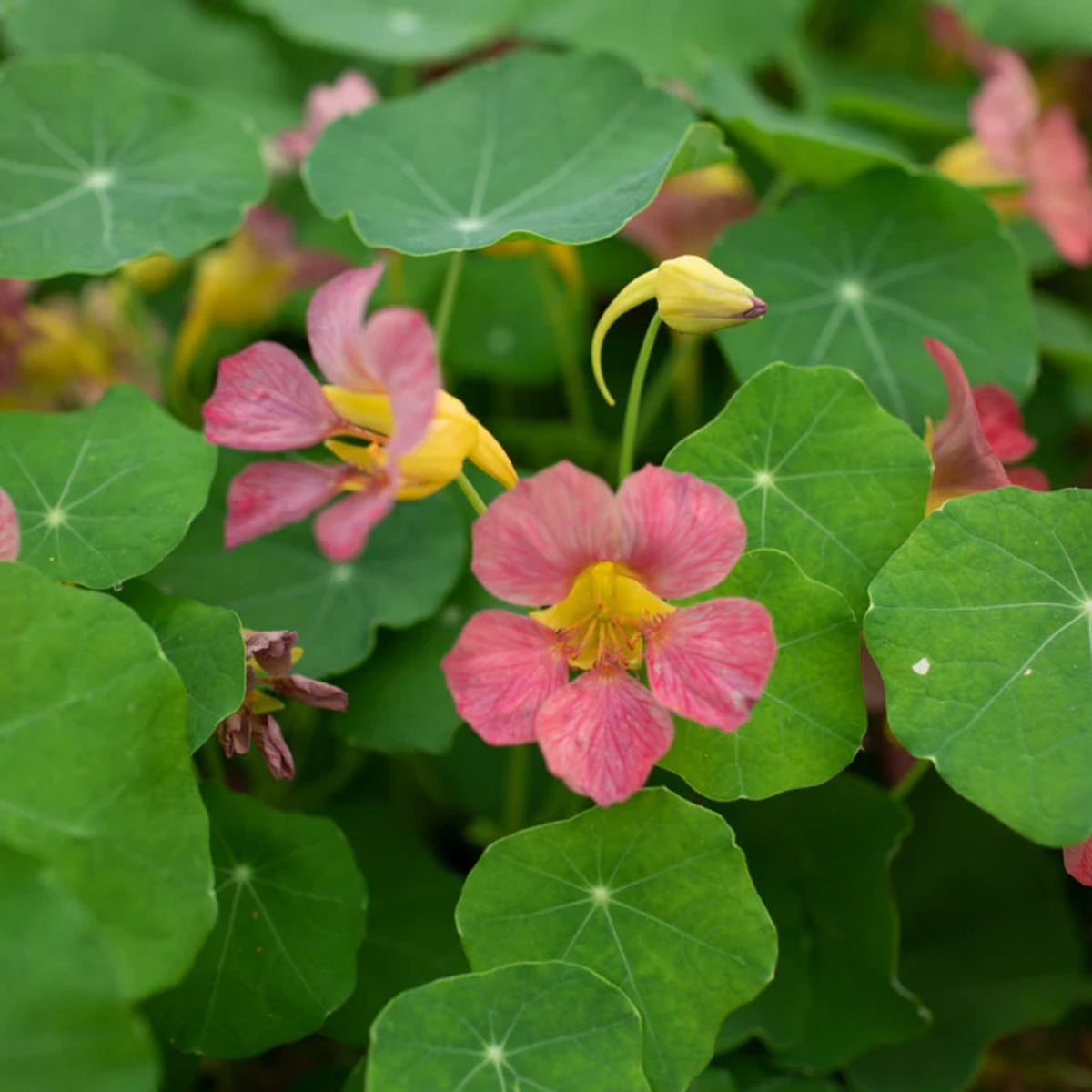 Purple Emperor Nasturtium Seeds - Drought Resistant, Dwarf, 10+ seeds