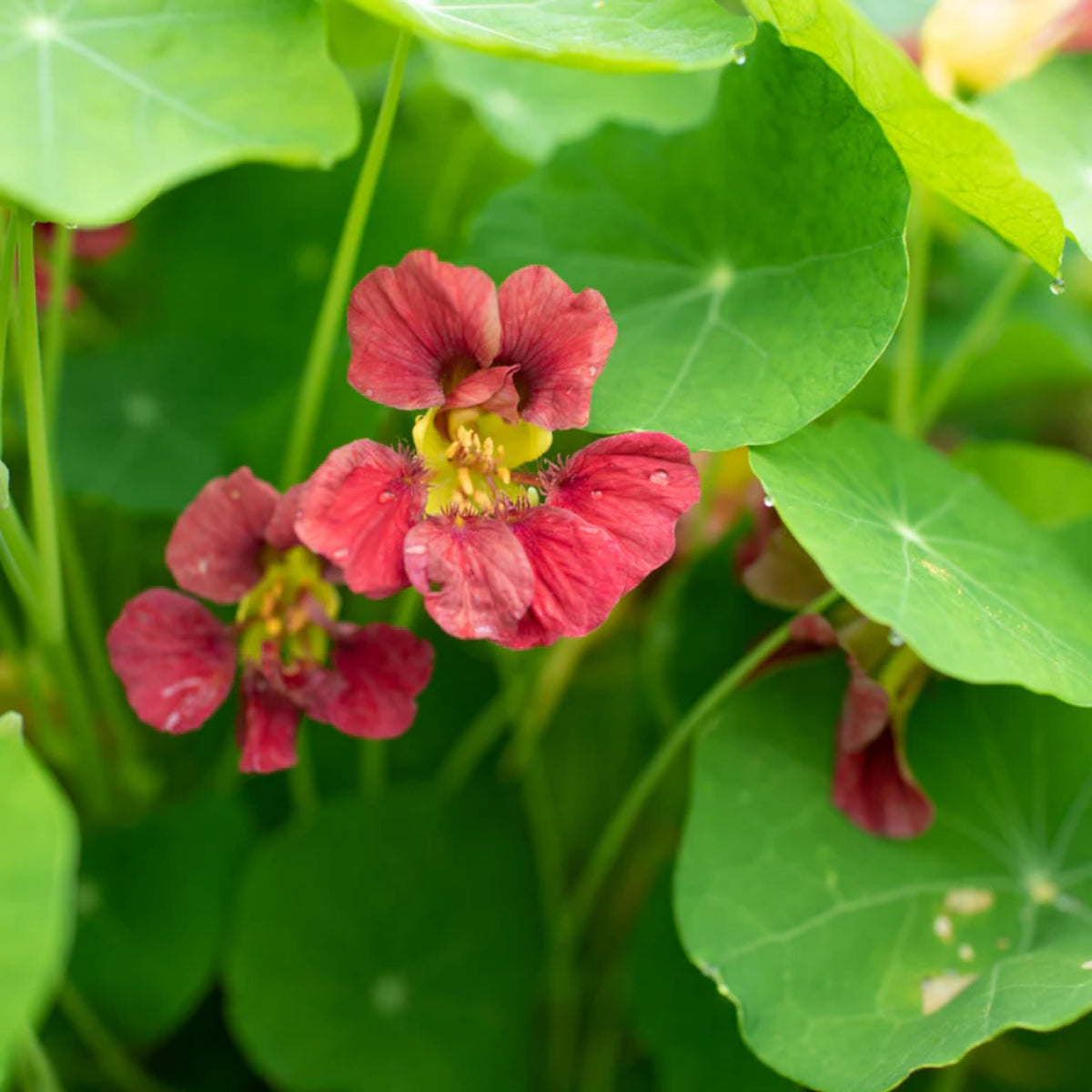Purple Emperor Nasturtium Seeds - Drought Resistant, Dwarf, 10+ seeds