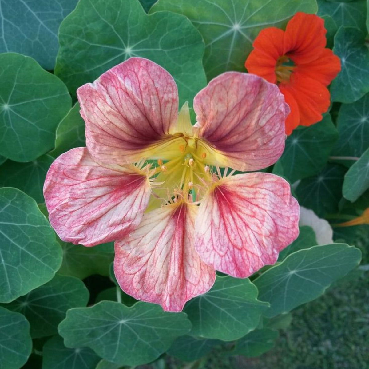 Purple Emperor Nasturtium Seeds - Drought Resistant, Dwarf, 10+ seeds