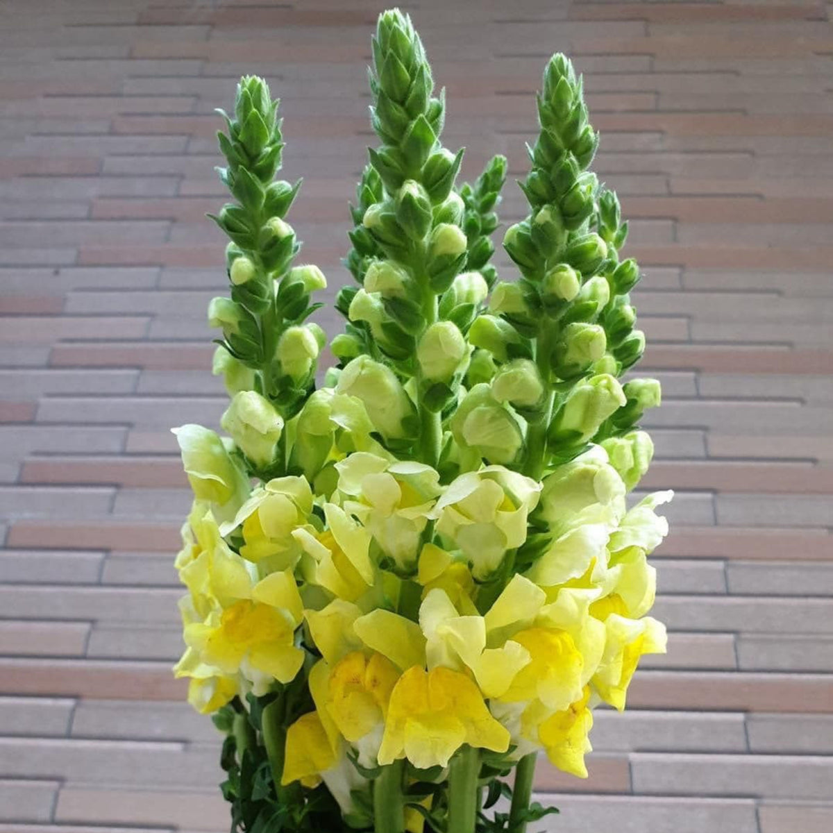 Yellow Madame Butterfly Snapdragons Seeds - Potted, 30 seeds