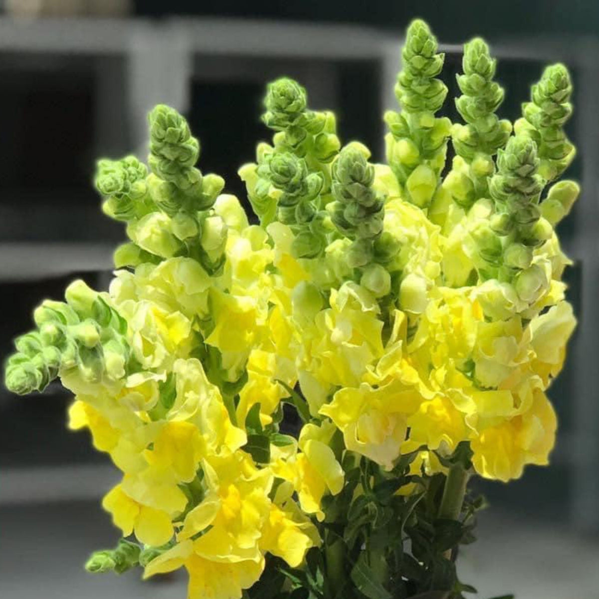 Yellow Madame Butterfly Snapdragons Seeds - Potted, 30 seeds