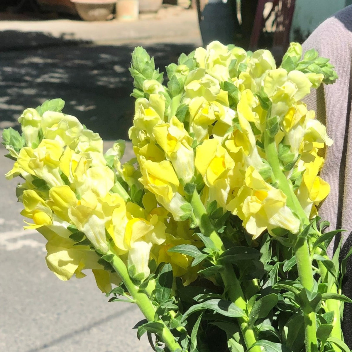 Yellow Madame Butterfly Snapdragons Seeds - Potted, 30 seeds