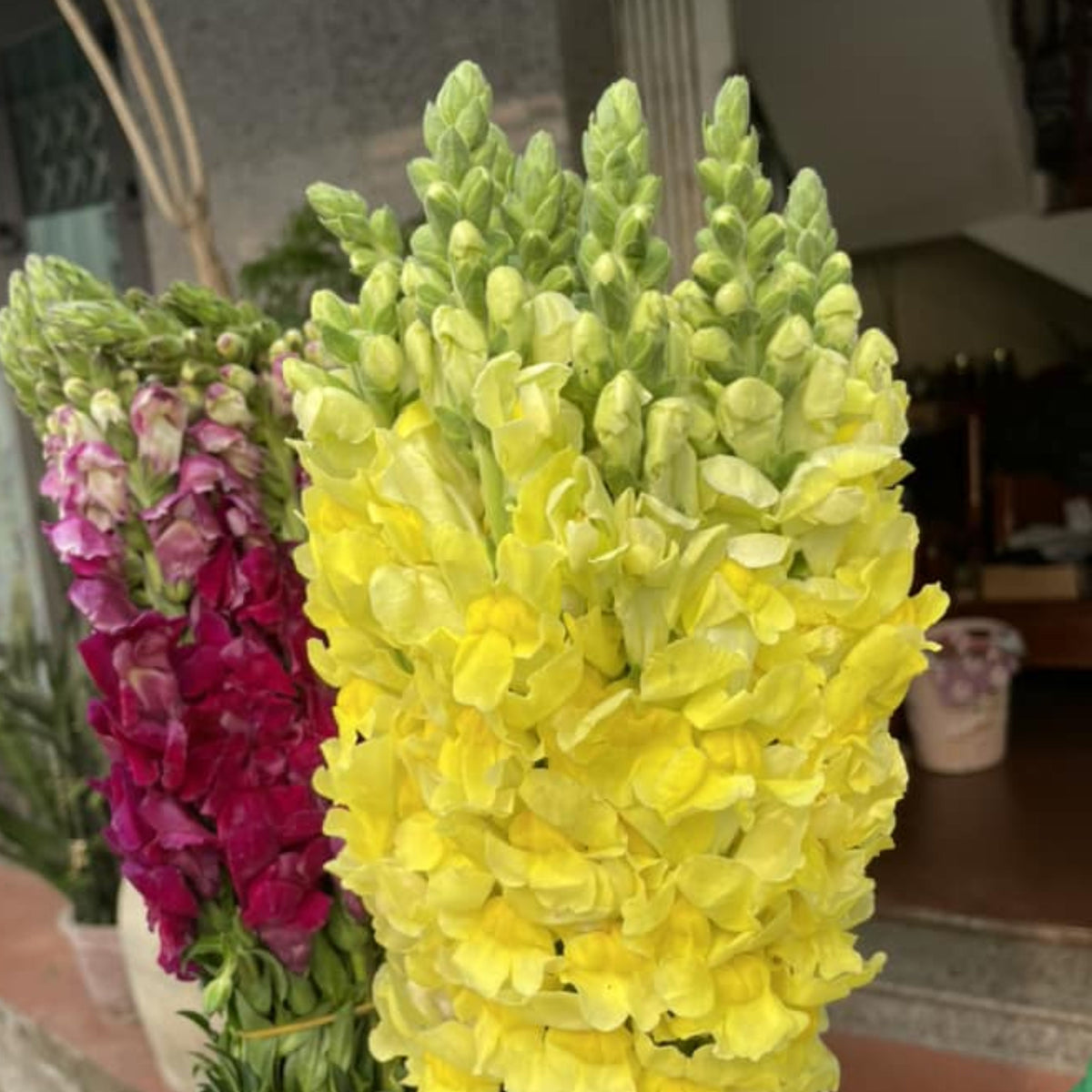 Yellow Madame Butterfly Snapdragons Seeds - Potted, 30 seeds