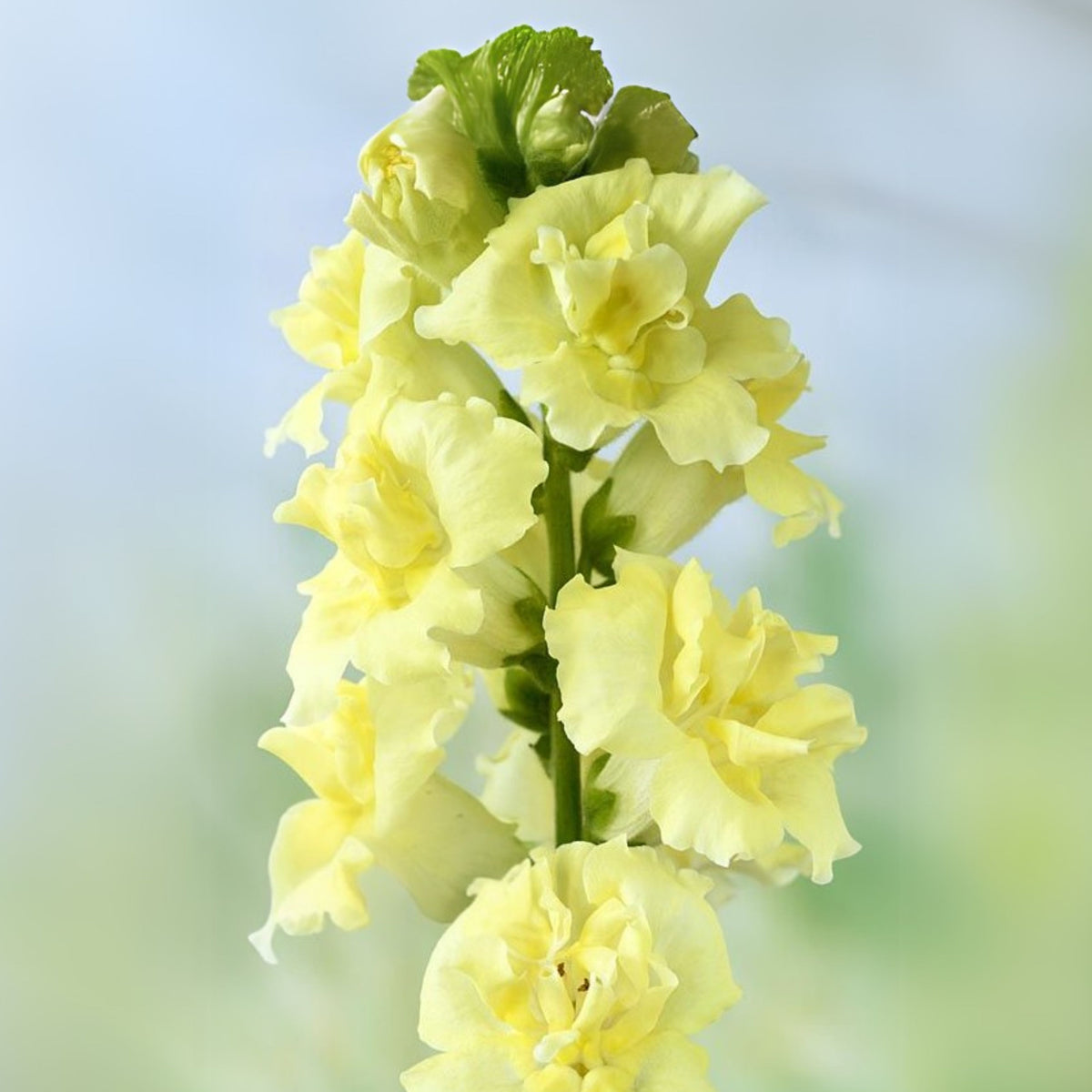 Yellow Madame Butterfly Snapdragons Seeds - Potted, 30 seeds