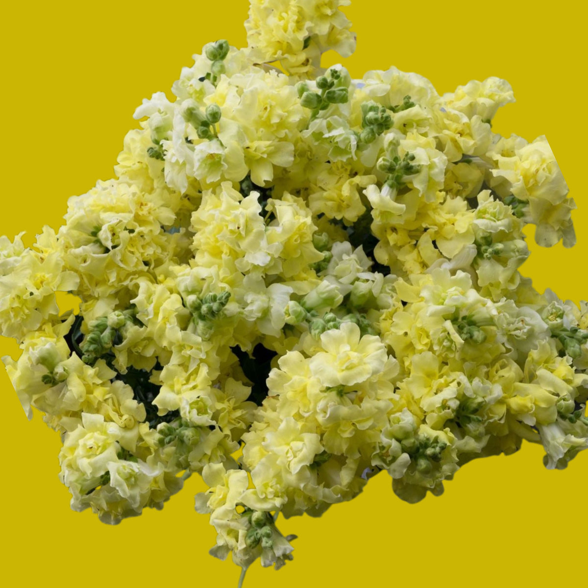 Yellow Madame Butterfly Snapdragons Seeds - Potted, 30 seeds