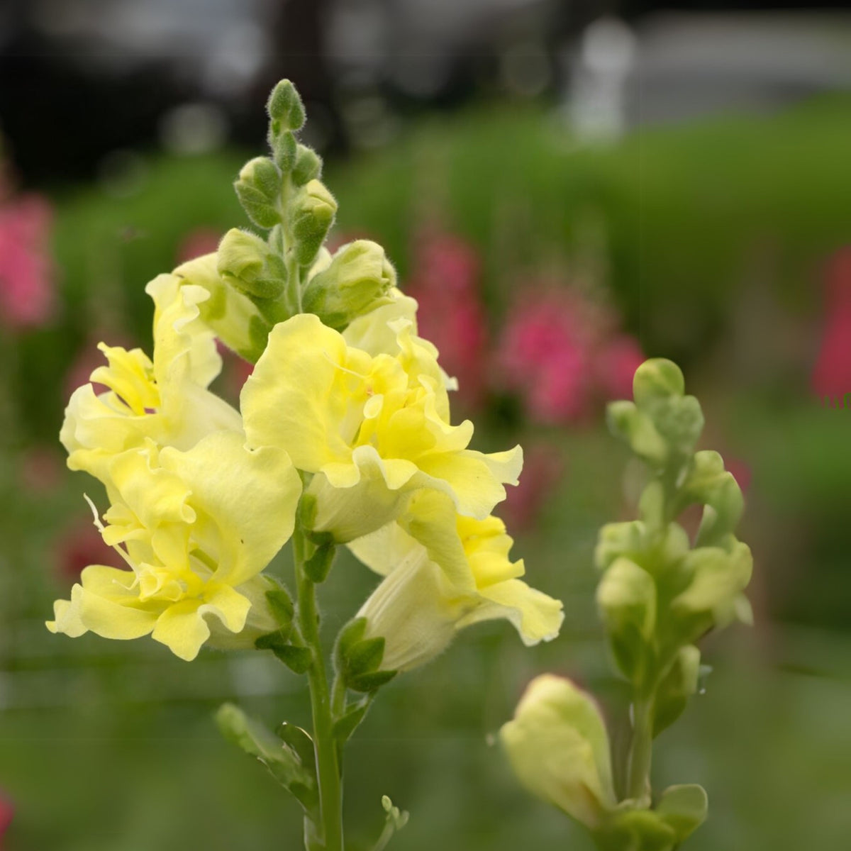Yellow Madame Butterfly Snapdragons Seeds - Potted, 30 seeds