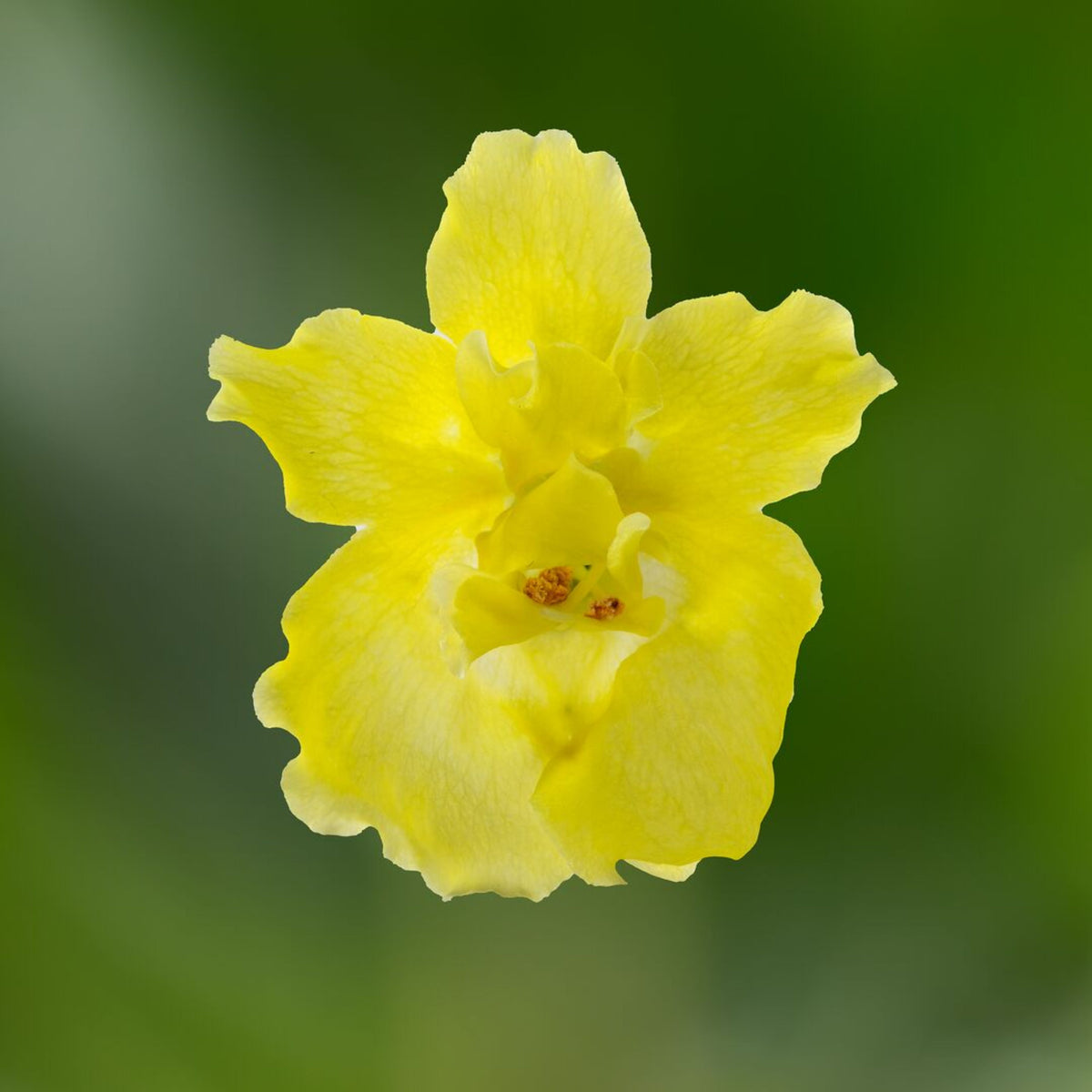 Yellow Madame Butterfly Snapdragons Seeds - Potted, 30 seeds