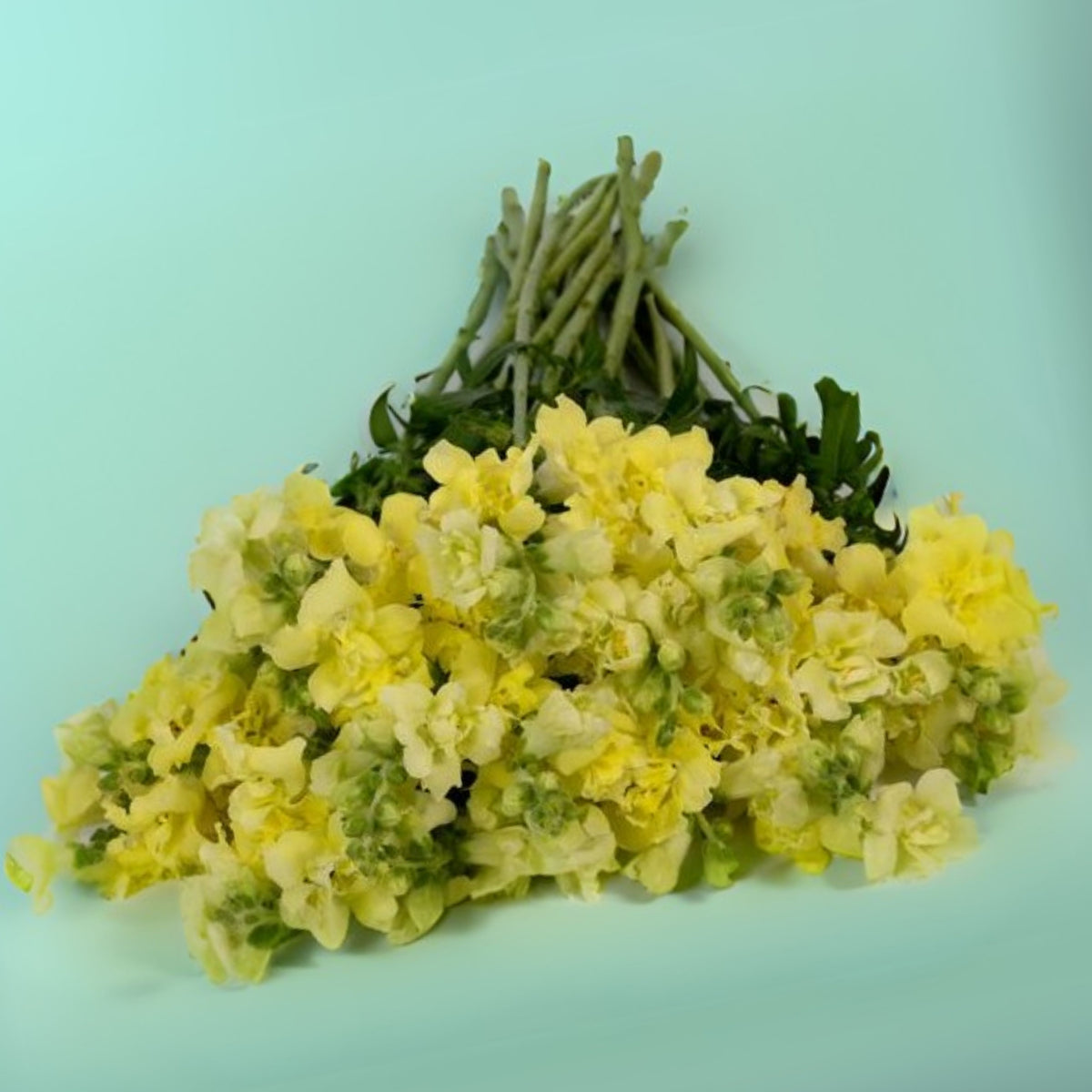 Yellow Madame Butterfly Snapdragons Seeds - Potted, 30 seeds