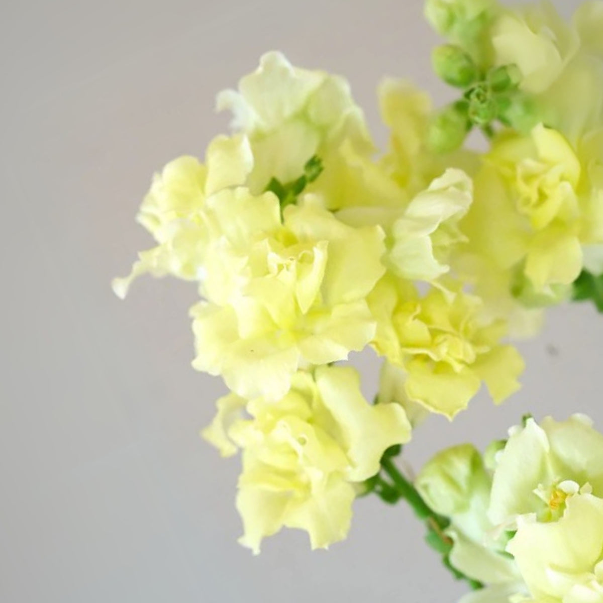 Yellow Madame Butterfly Snapdragons Seeds - Potted, 30 seeds