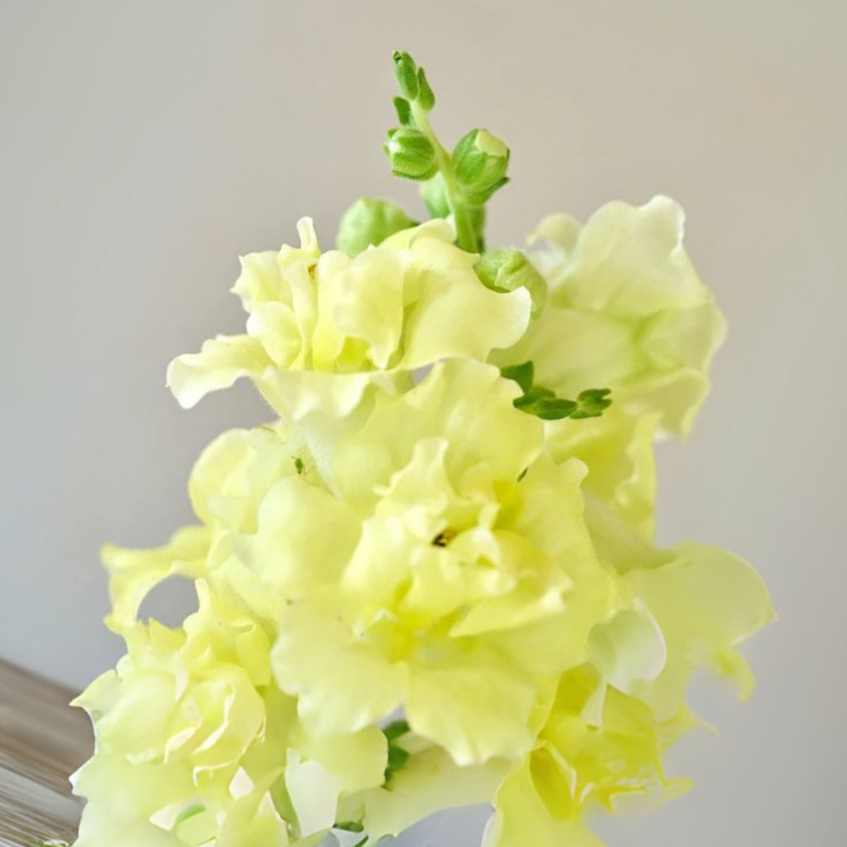 Yellow Madame Butterfly Snapdragons Seeds - Potted, 30 seeds