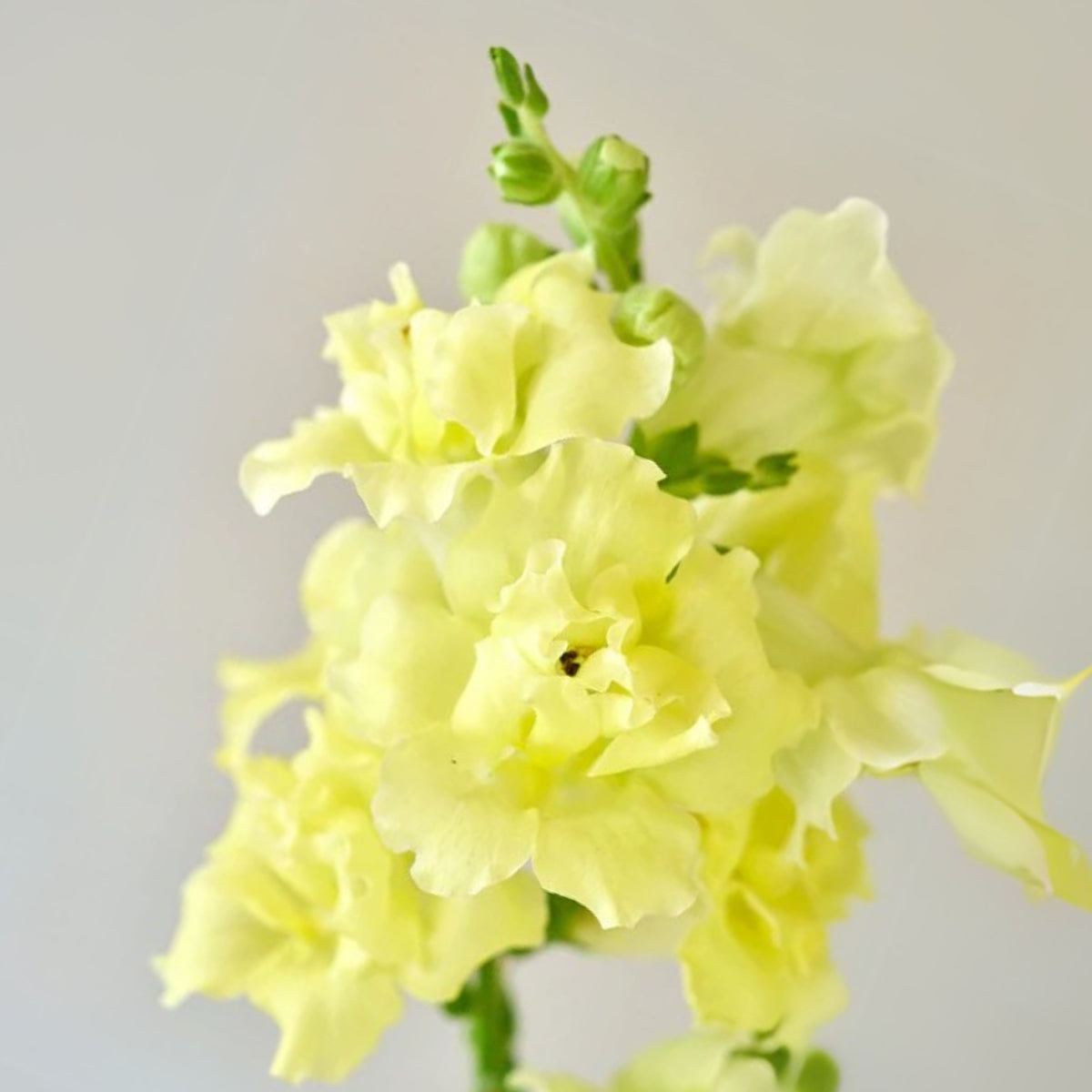 Yellow Madame Butterfly Snapdragons Seeds - Potted, 30 seeds