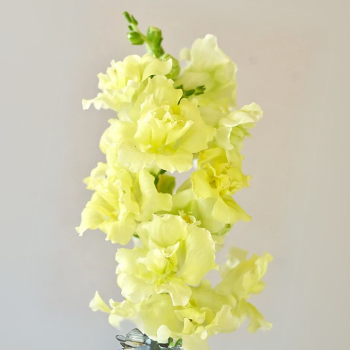 Yellow Madame Butterfly Snapdragons Seeds - Potted, 30 seeds