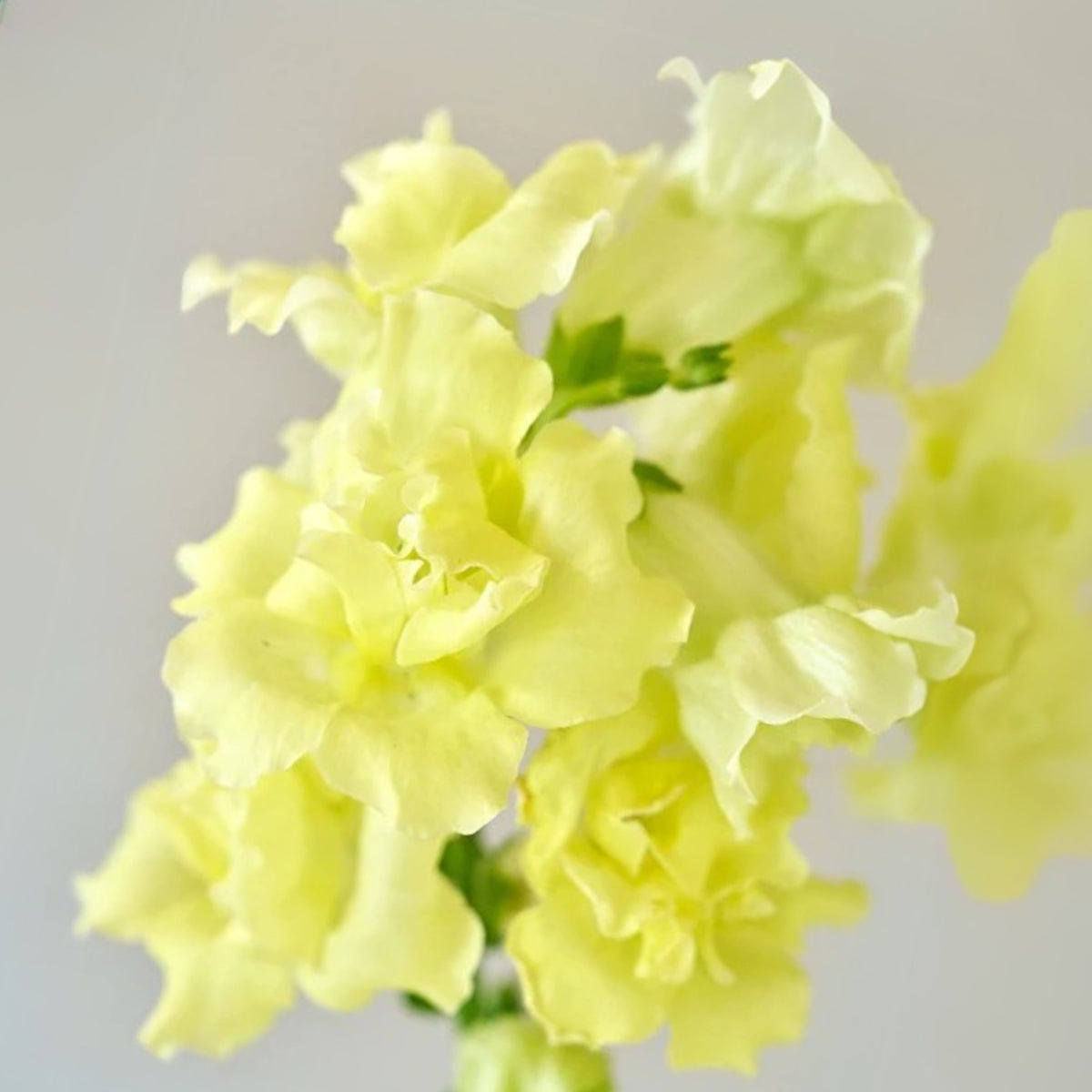 Yellow Madame Butterfly Snapdragons Seeds - Potted, 30 seeds