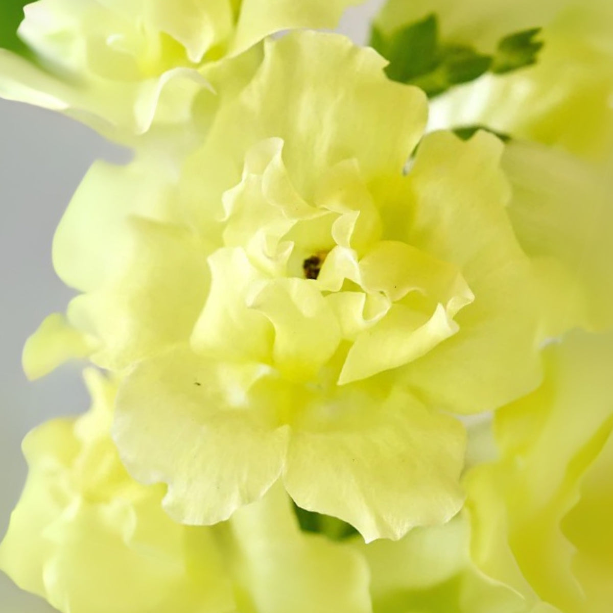 Yellow Madame Butterfly Snapdragons Seeds - Potted, 30 seeds