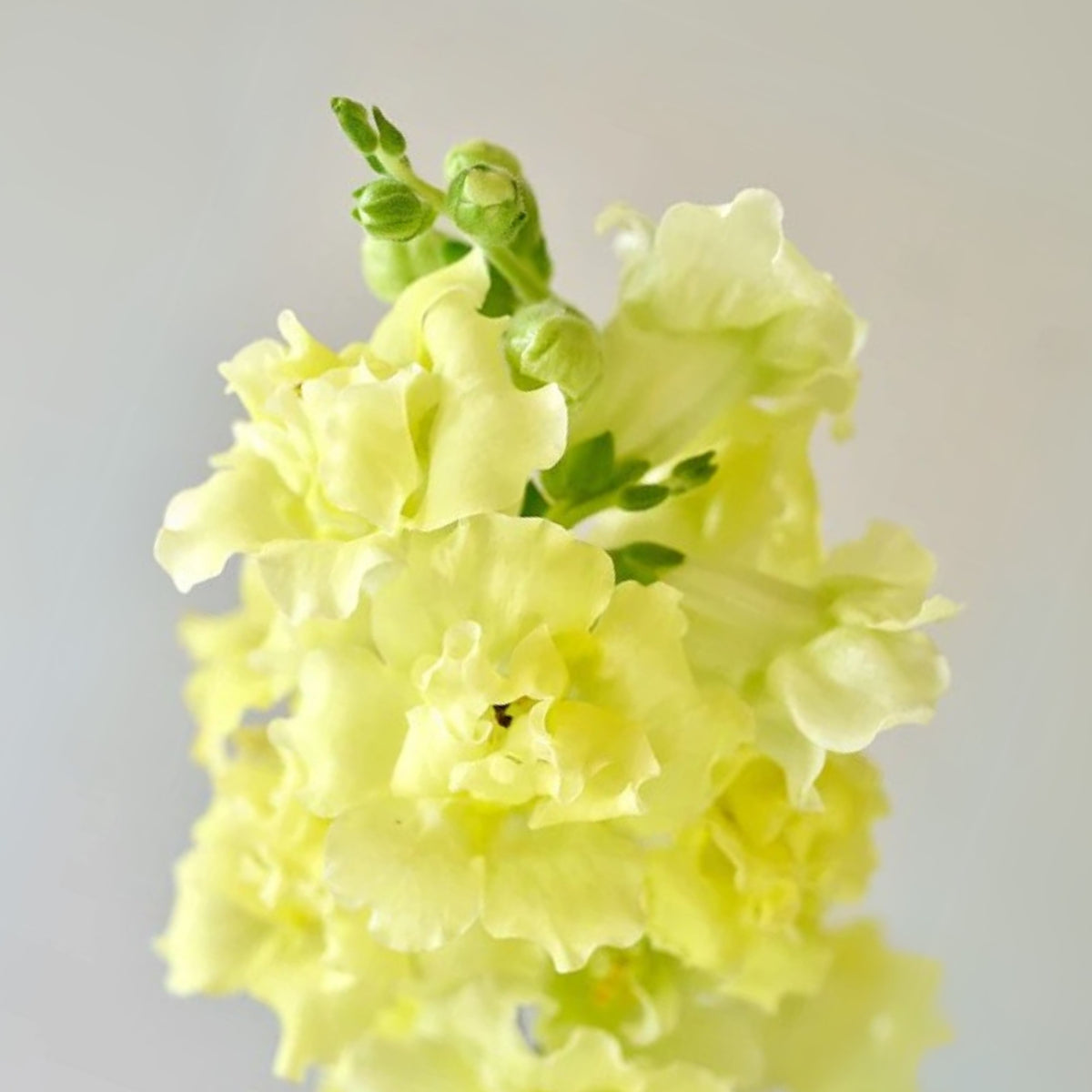 Yellow Madame Butterfly Snapdragons Seeds - Potted, 30 seeds