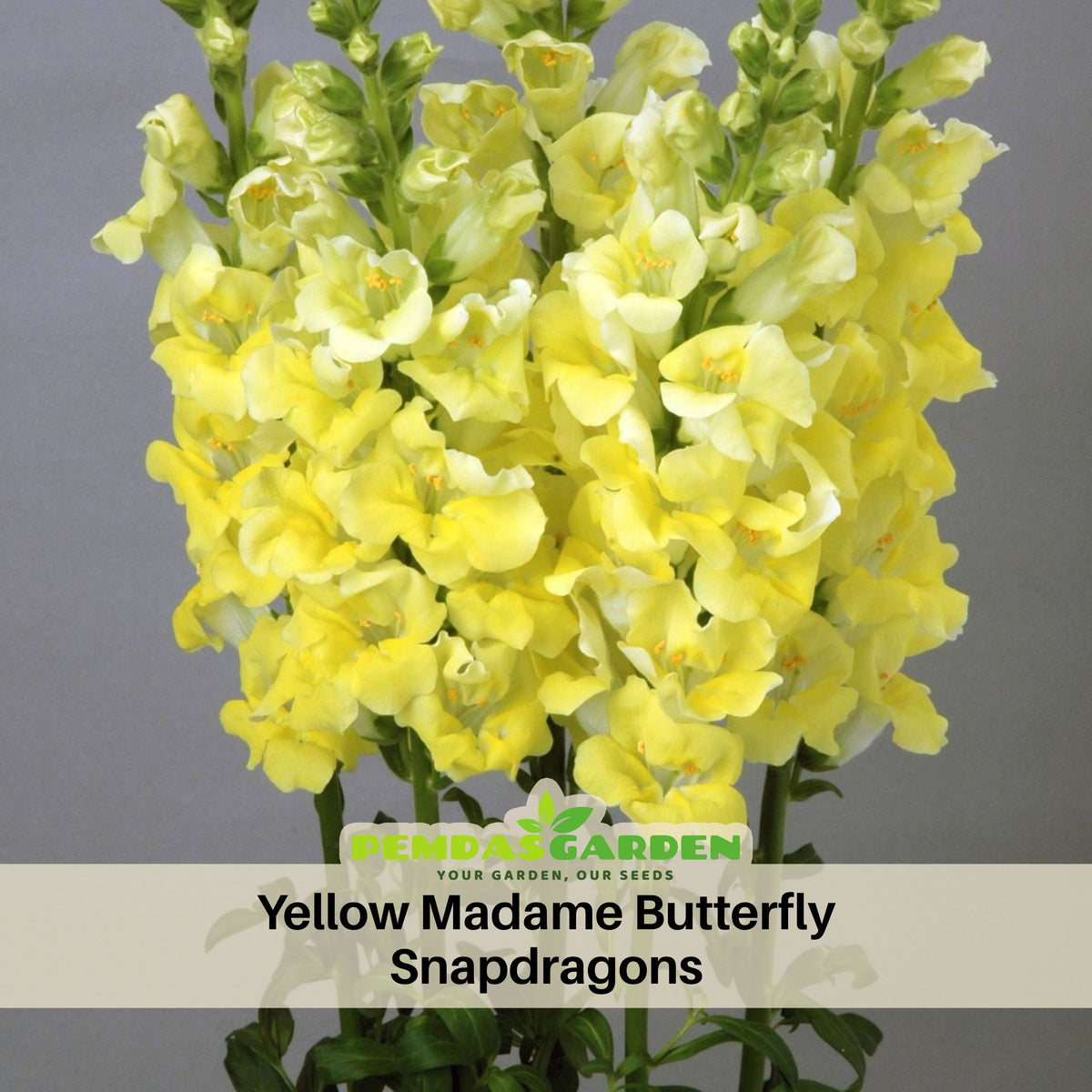 Yellow Madame Butterfly Snapdragons Seeds - Potted, 30 seeds
