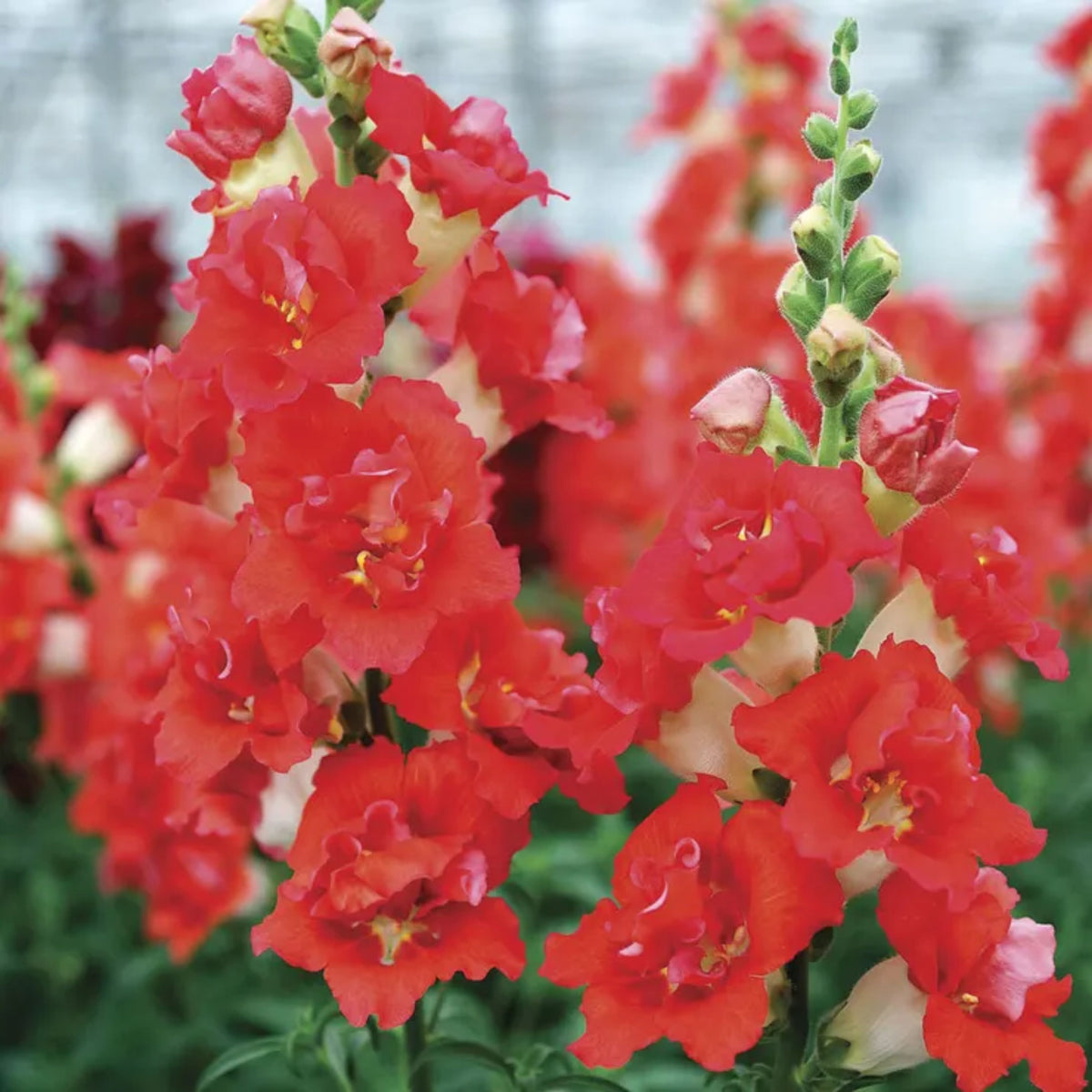 Doubleshot Orange Bicolor Snapdragon Seeds - Potted, 30 seeds