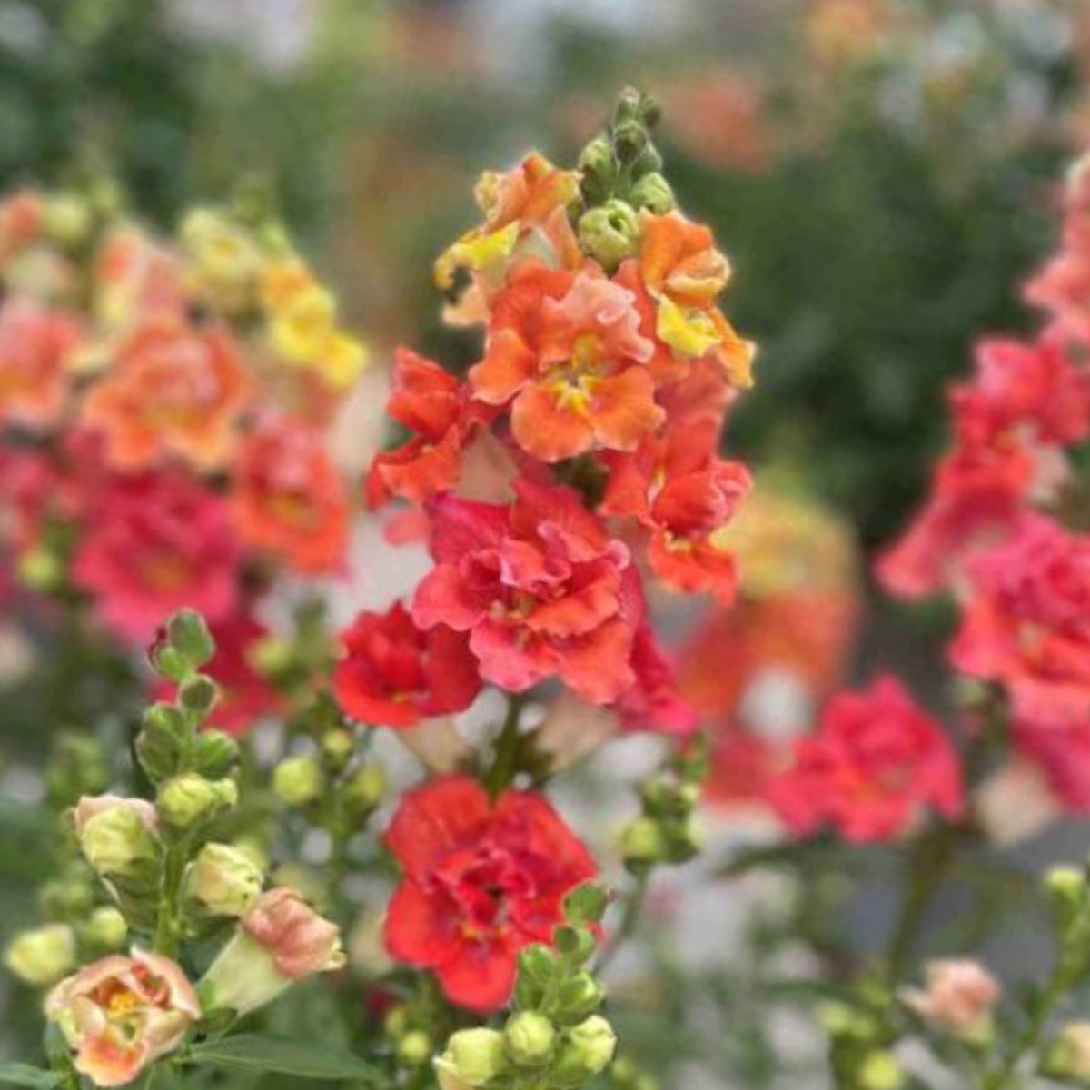Doubleshot Orange Bicolor Snapdragon Seeds - Potted, 30 seeds