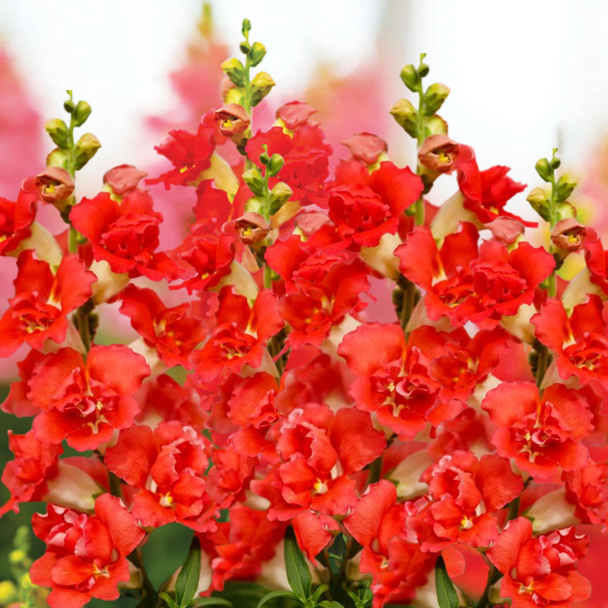 Doubleshot Orange Bicolor Snapdragon Seeds - Potted, 30 seeds