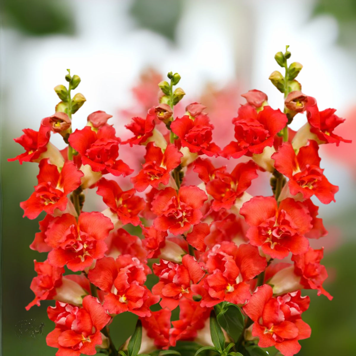 Doubleshot Orange Bicolor Snapdragon Seeds - Potted, 30 seeds
