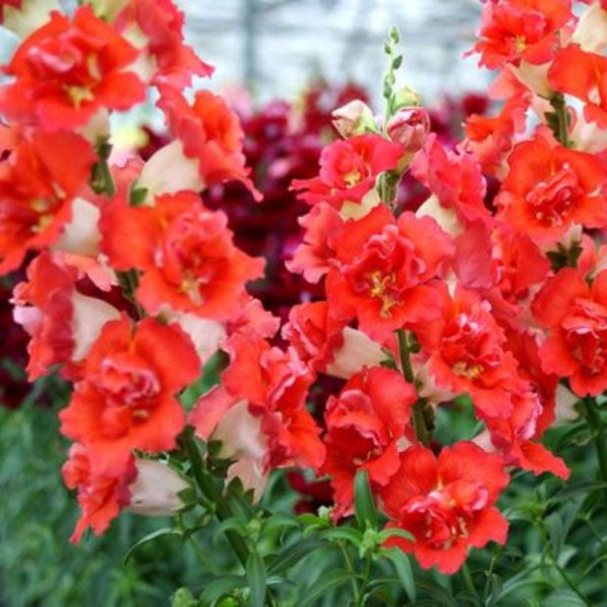 Doubleshot Orange Bicolor Snapdragon Seeds - Potted, 30 seeds
