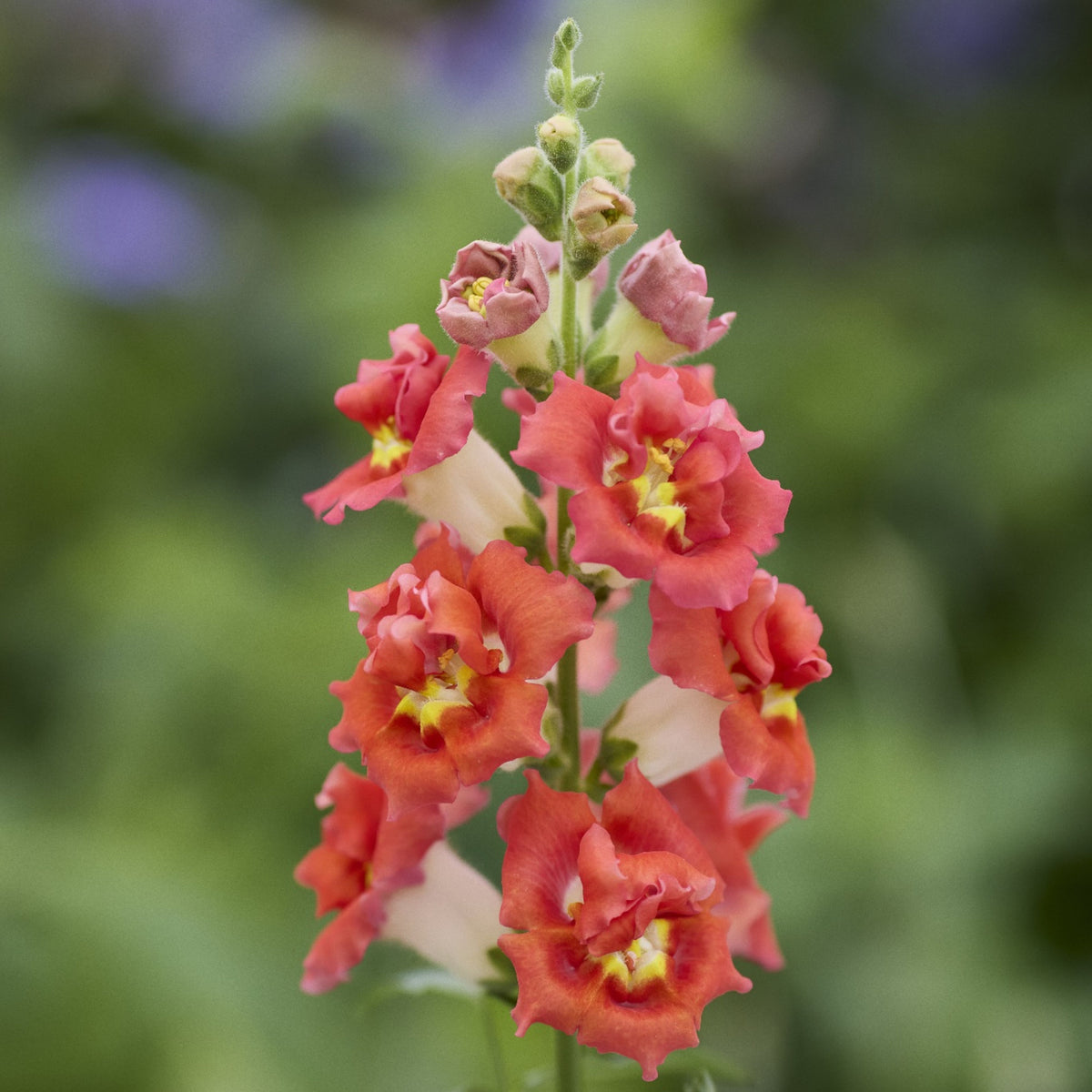 Doubleshot Orange Bicolor Snapdragon Seeds - Potted, 30 seeds