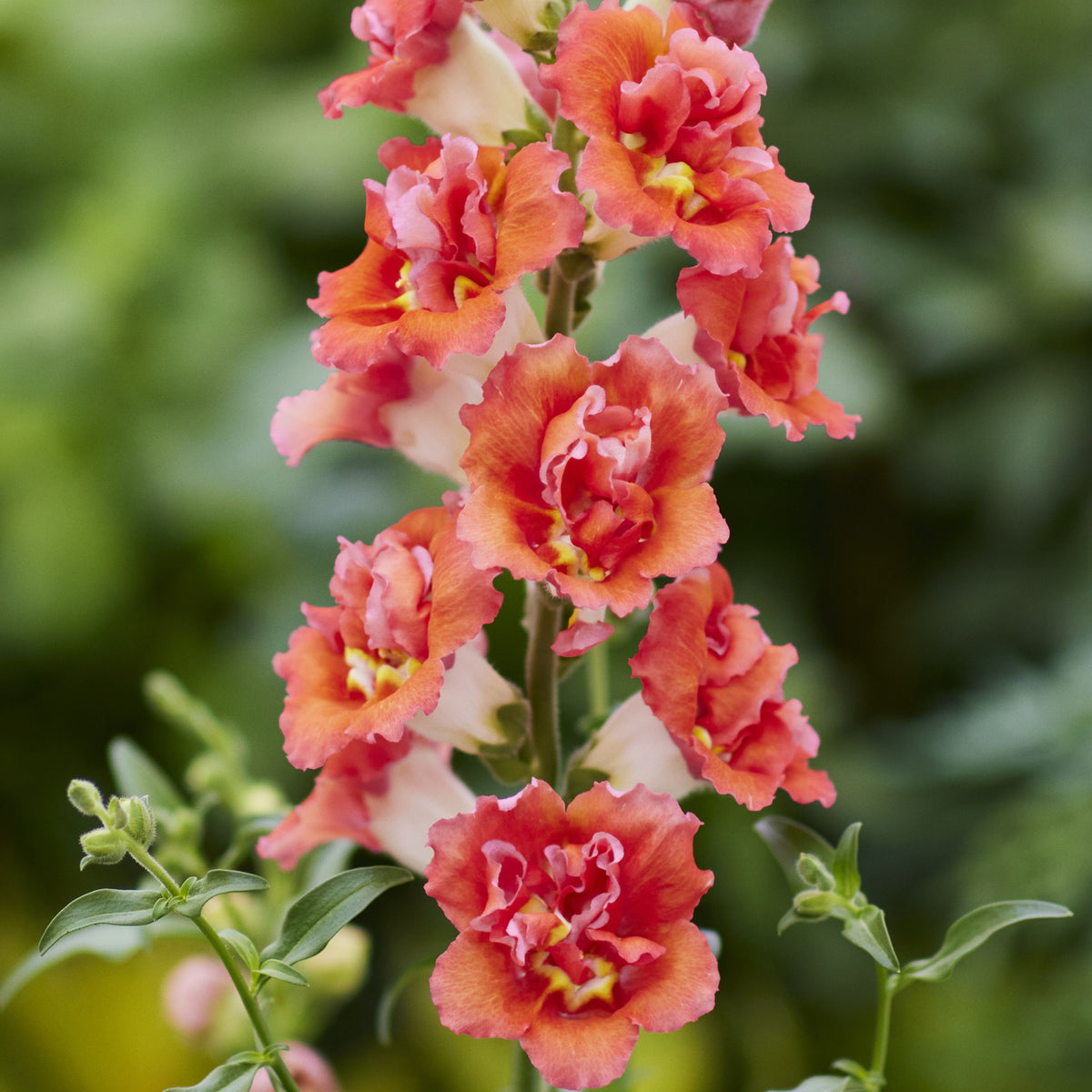 Doubleshot Orange Bicolor Snapdragon Seeds - Potted, 30 seeds