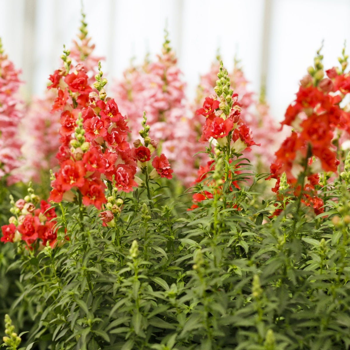 Doubleshot Orange Bicolor Snapdragon Seeds - Potted, 30 seeds