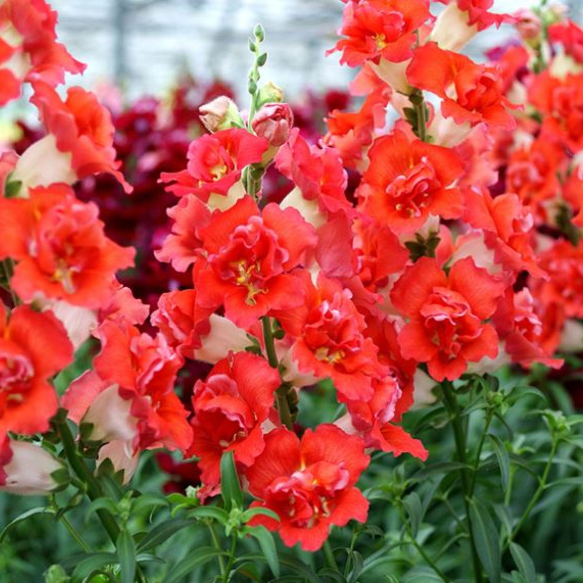 Doubleshot Orange Bicolor Snapdragon Seeds - Potted, 30 seeds
