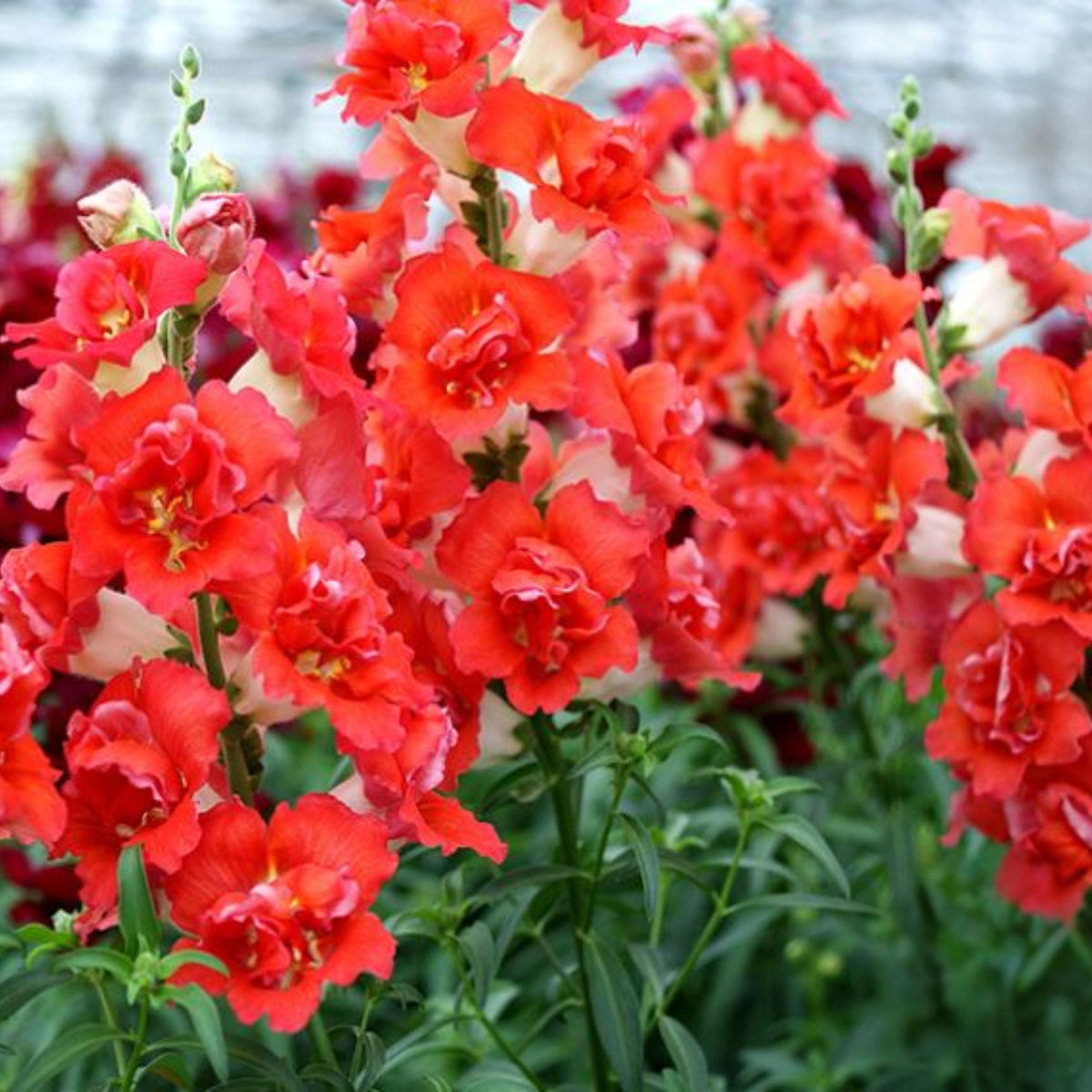 Doubleshot Orange Bicolor Snapdragon Seeds - Potted, 30 seeds