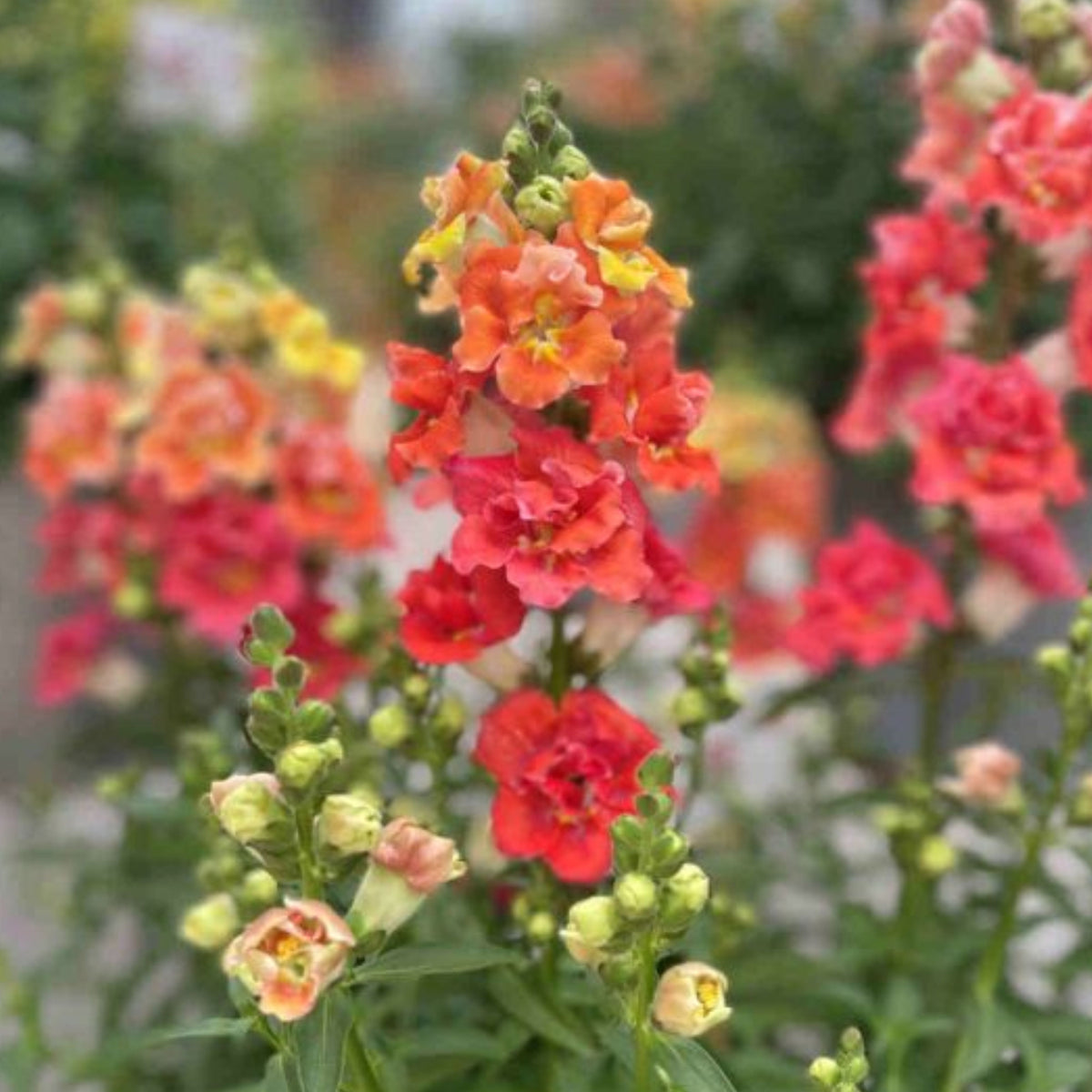 Doubleshot Orange Bicolor Snapdragon Seeds - Potted, 30 seeds