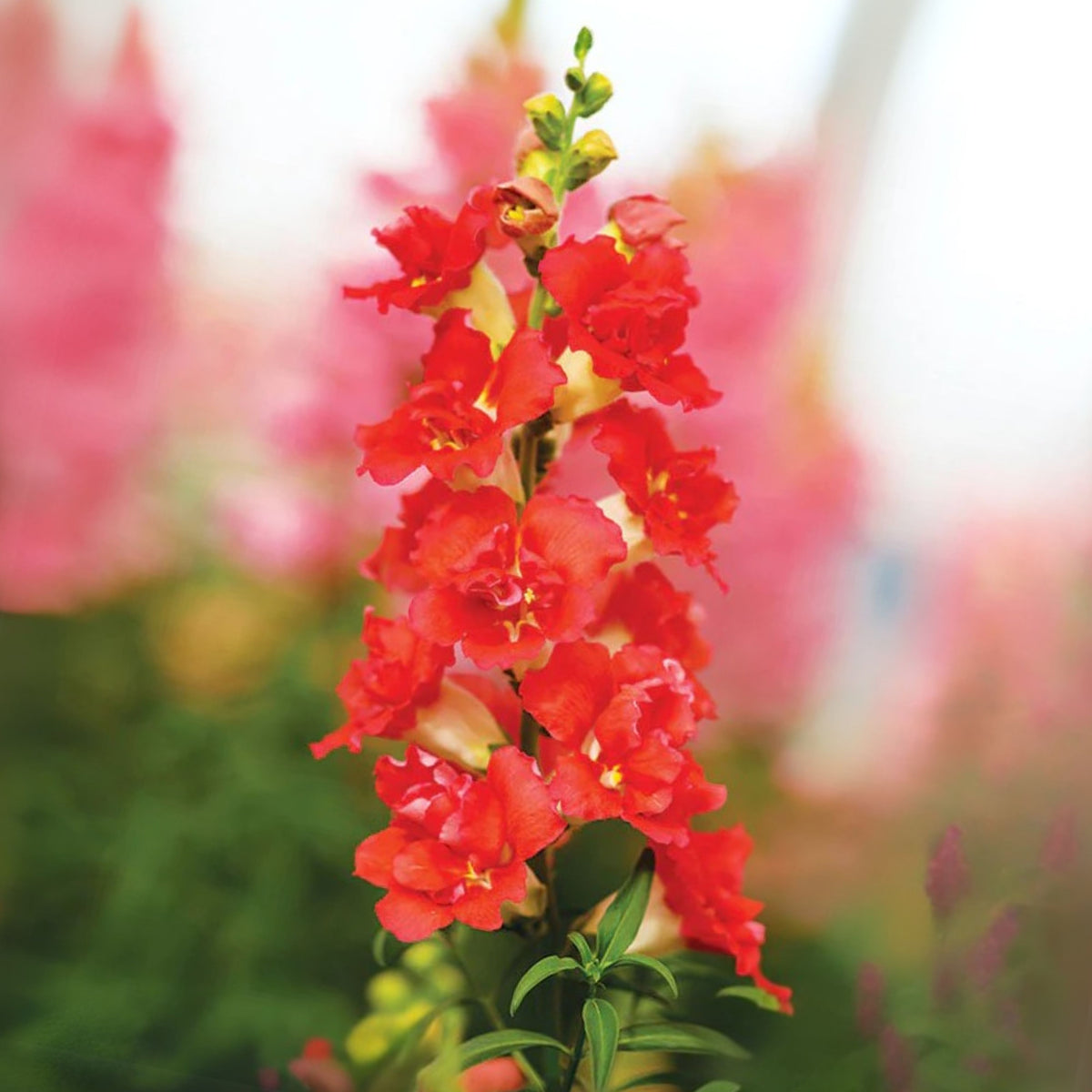 Doubleshot Orange Bicolor Snapdragon Seeds - Potted, 30 seeds