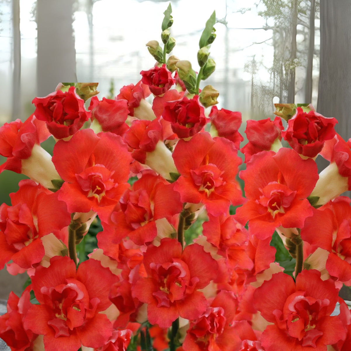 Doubleshot Orange Bicolor Snapdragon Seeds - Potted, 30 seeds