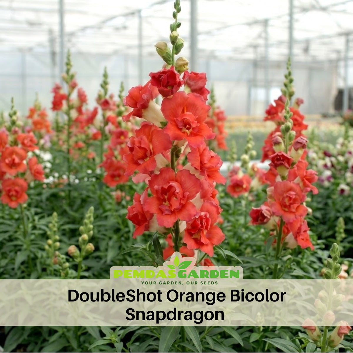 Doubleshot Orange Bicolor Snapdragon Seeds - Potted, 30 seeds