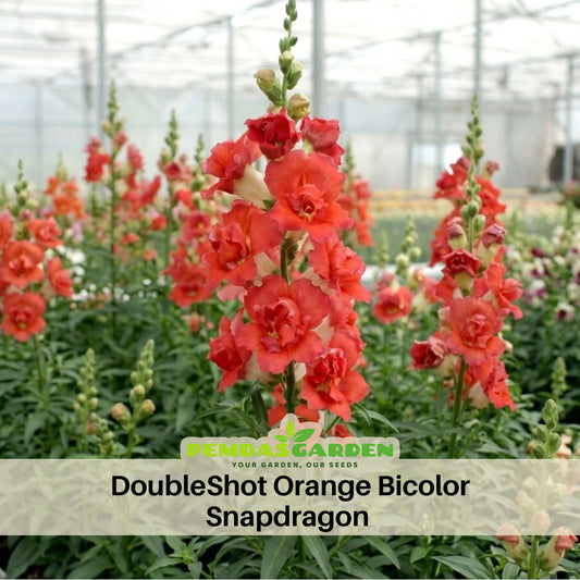 Doubleshot Orange Bicolor Snapdragon Seeds - Potted, 30 seeds