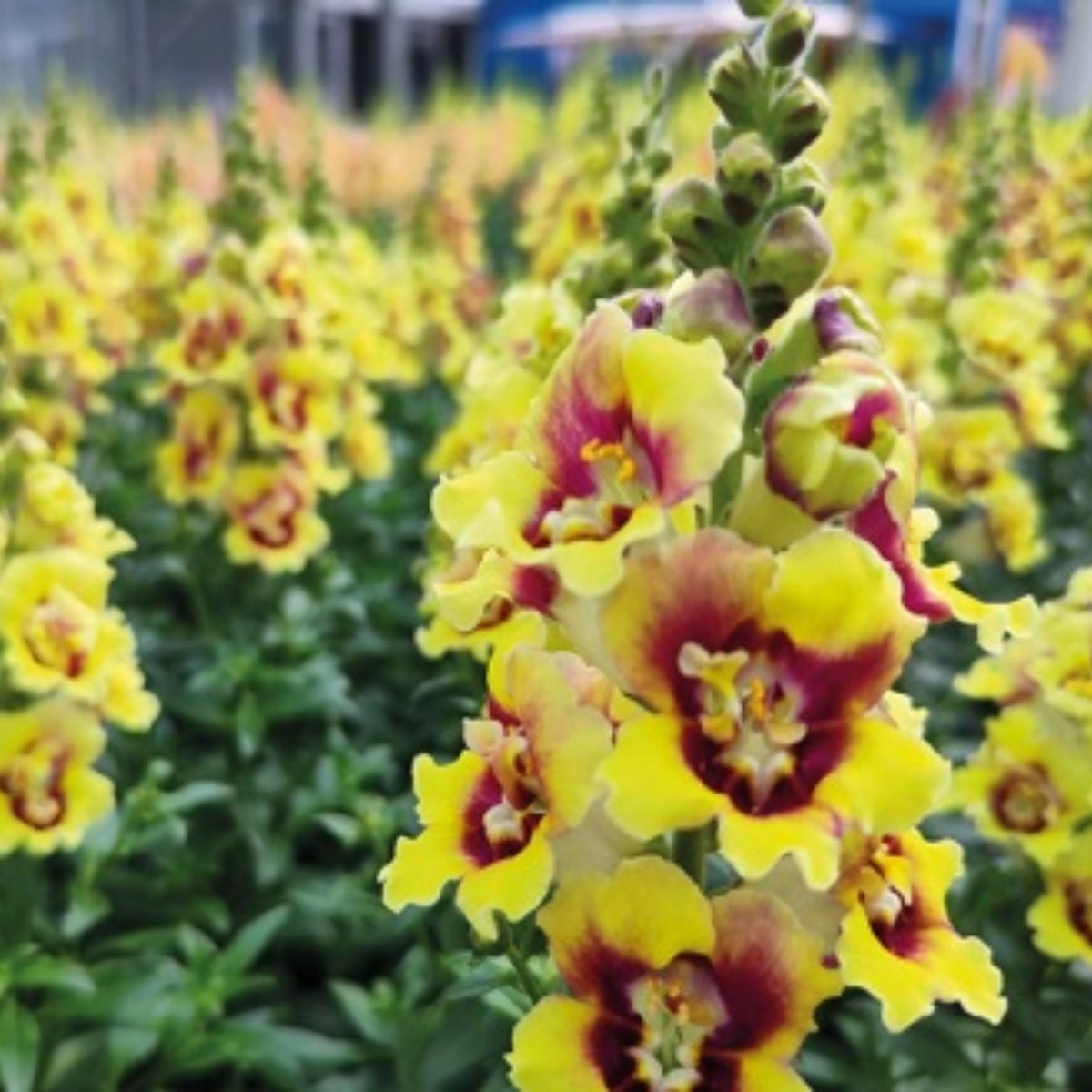 Doubleshot Yellow Red Heart Snapdragon Seeds - Potted, 30 seeds