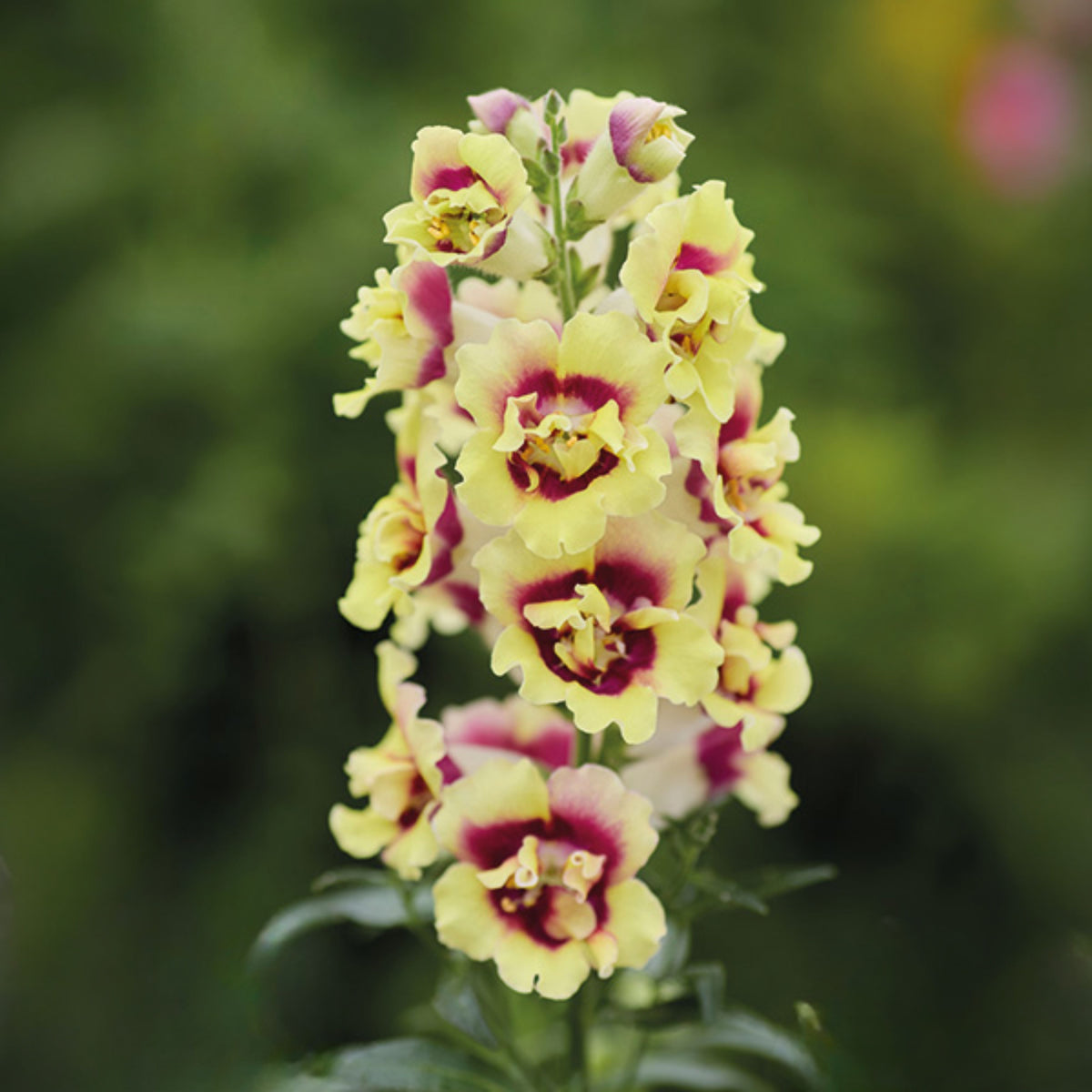 Doubleshot Yellow Red Heart Snapdragon Seeds - Potted, 30 seeds