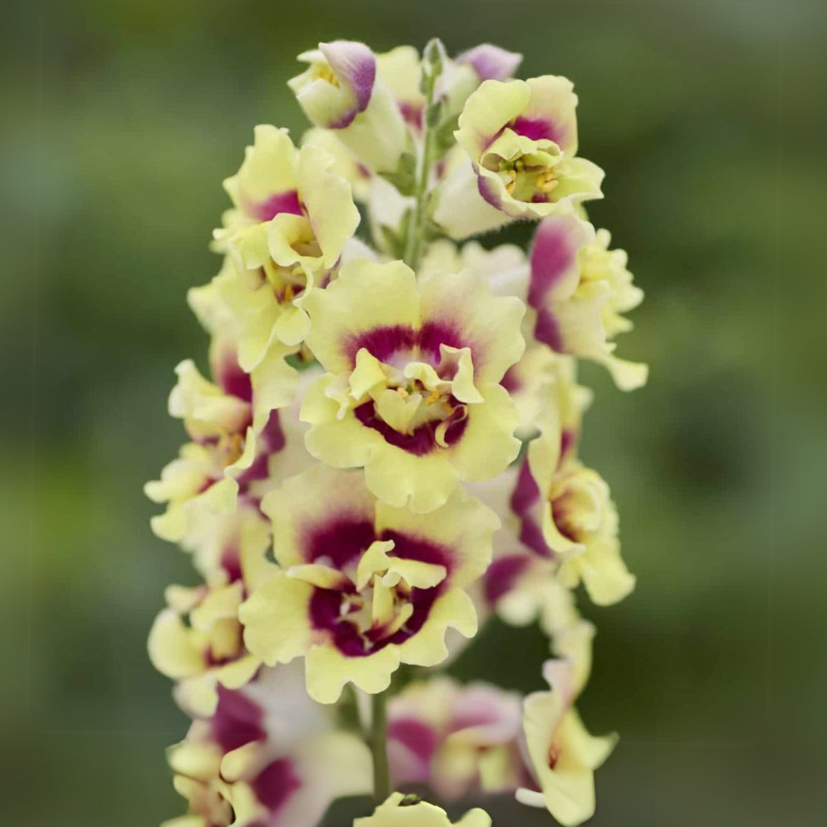 Doubleshot Yellow Red Heart Snapdragon Seeds - Potted, 30 seeds