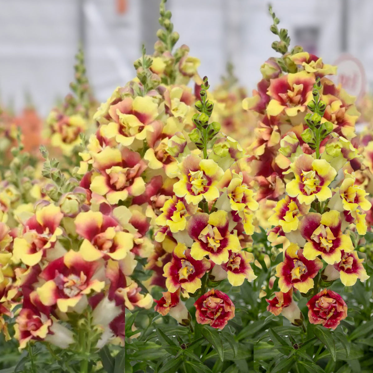 Doubleshot Yellow Red Heart Snapdragon Seeds - Potted, 30 seeds