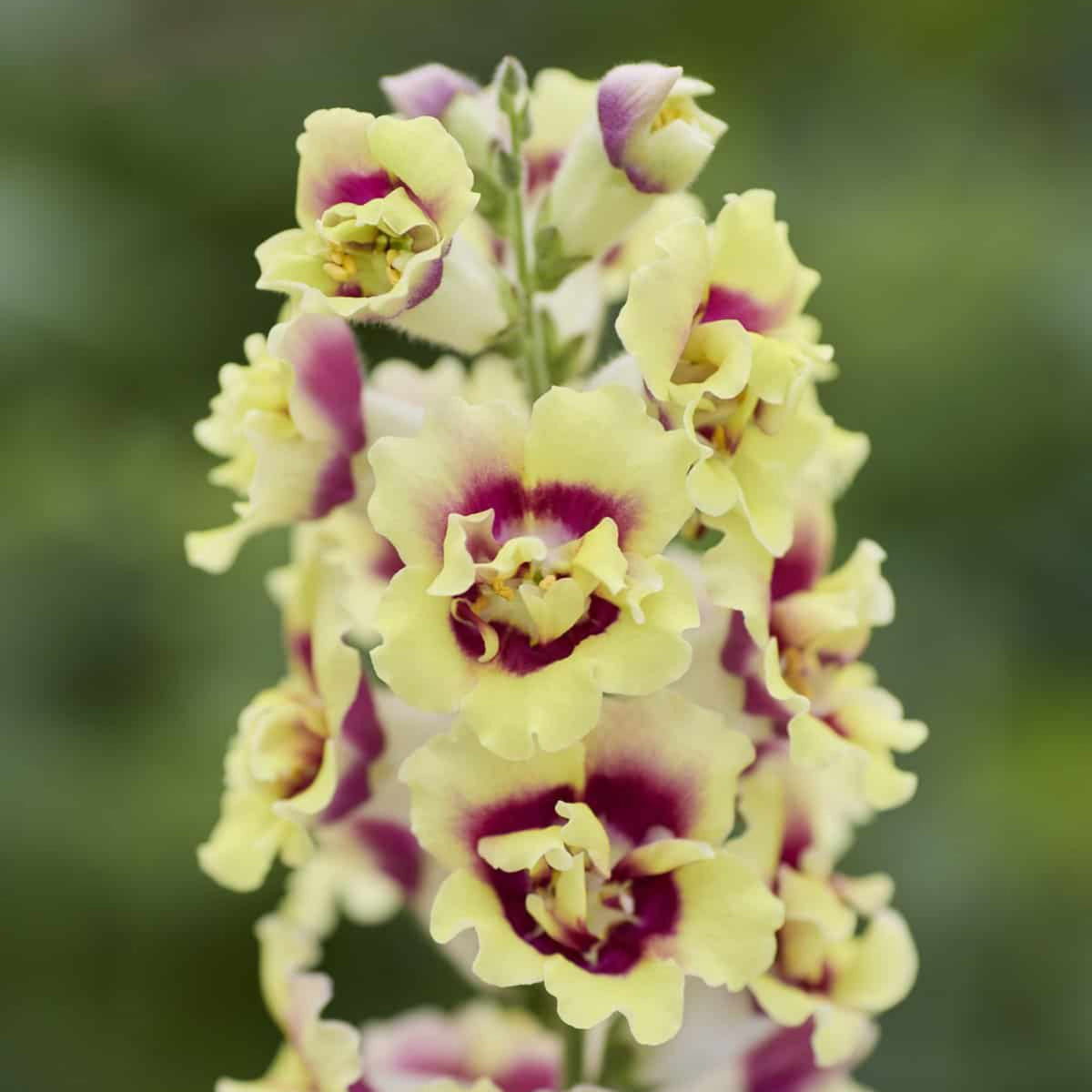 Doubleshot Yellow Red Heart Snapdragon Seeds - Potted, 30 seeds
