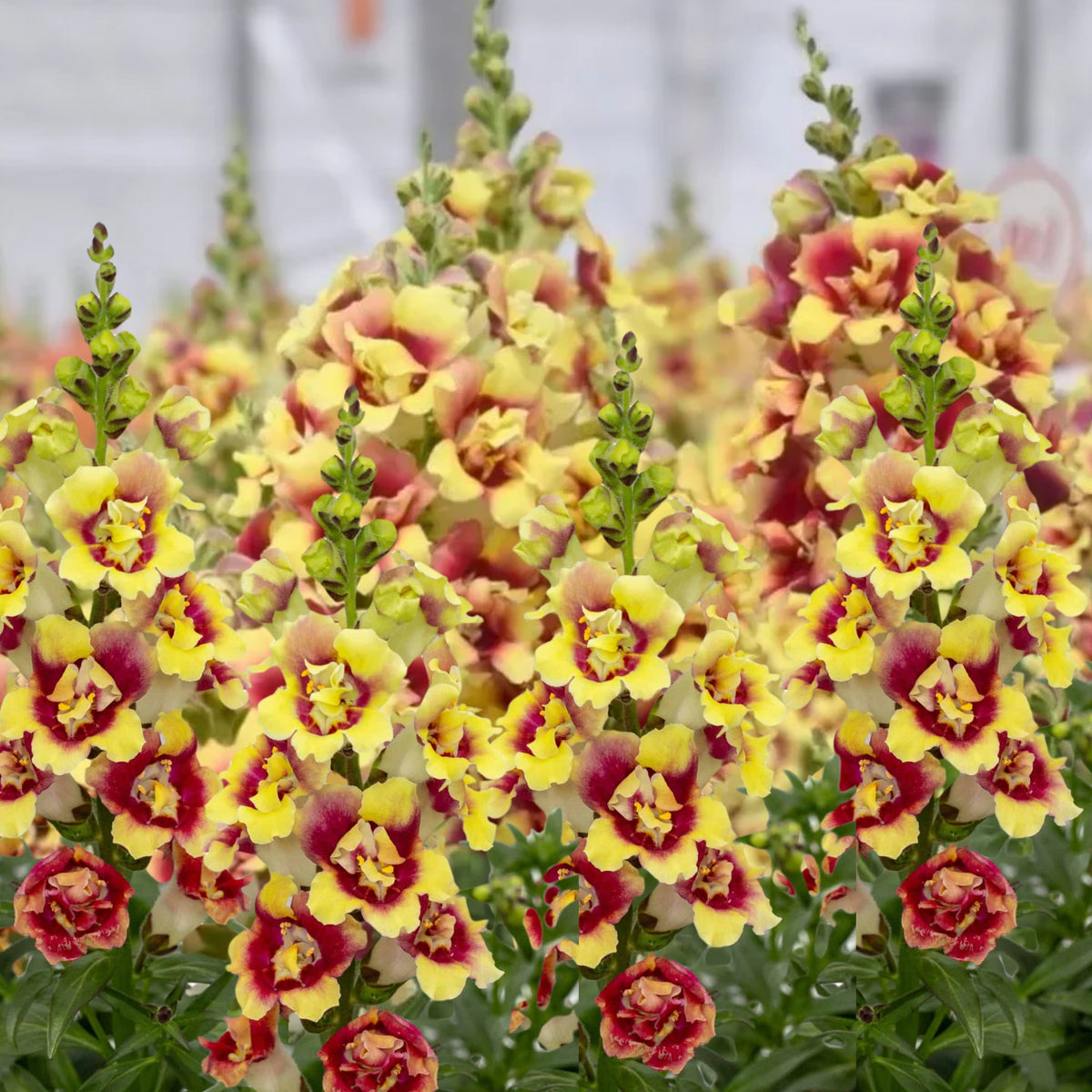 Doubleshot Yellow Red Heart Snapdragon Seeds - Potted, 30 seeds